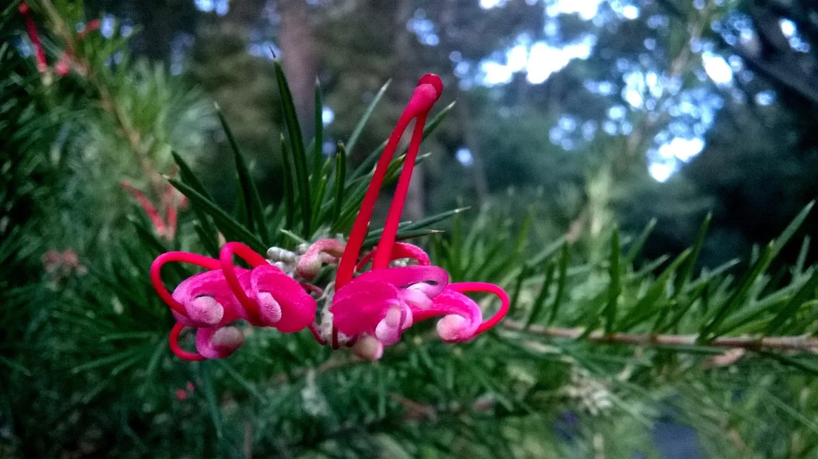 Grevillea (Grevillea Paniculata) — or part of a mixed border for both aesthetic appeal and biodiversity enhancement, image 77