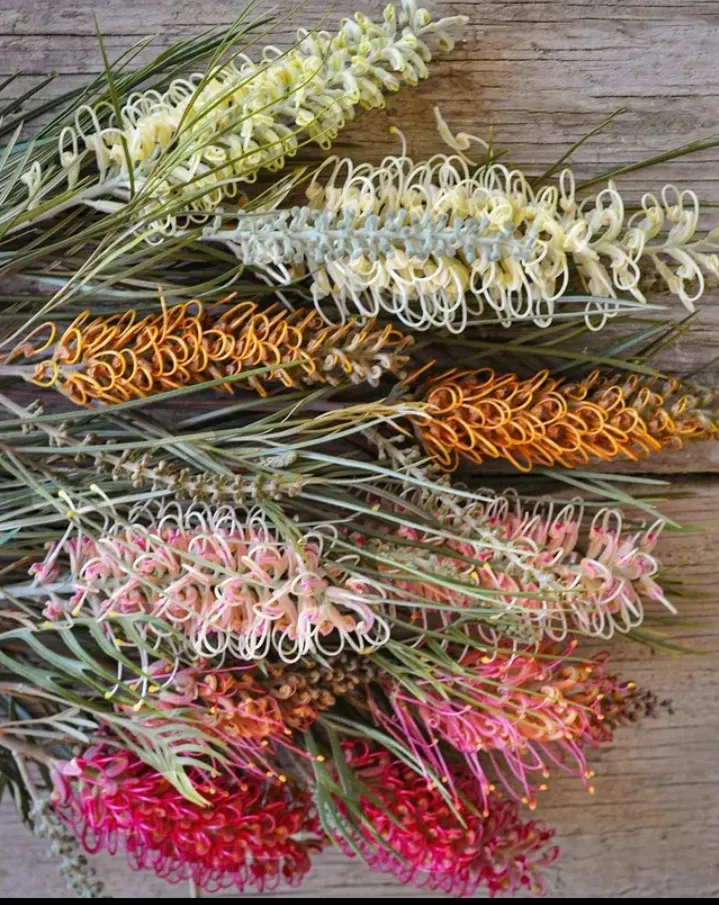Grevillea (Grevillea Paniculata) — often referred to simply as Grevillea; shrub with white blooms, image 62