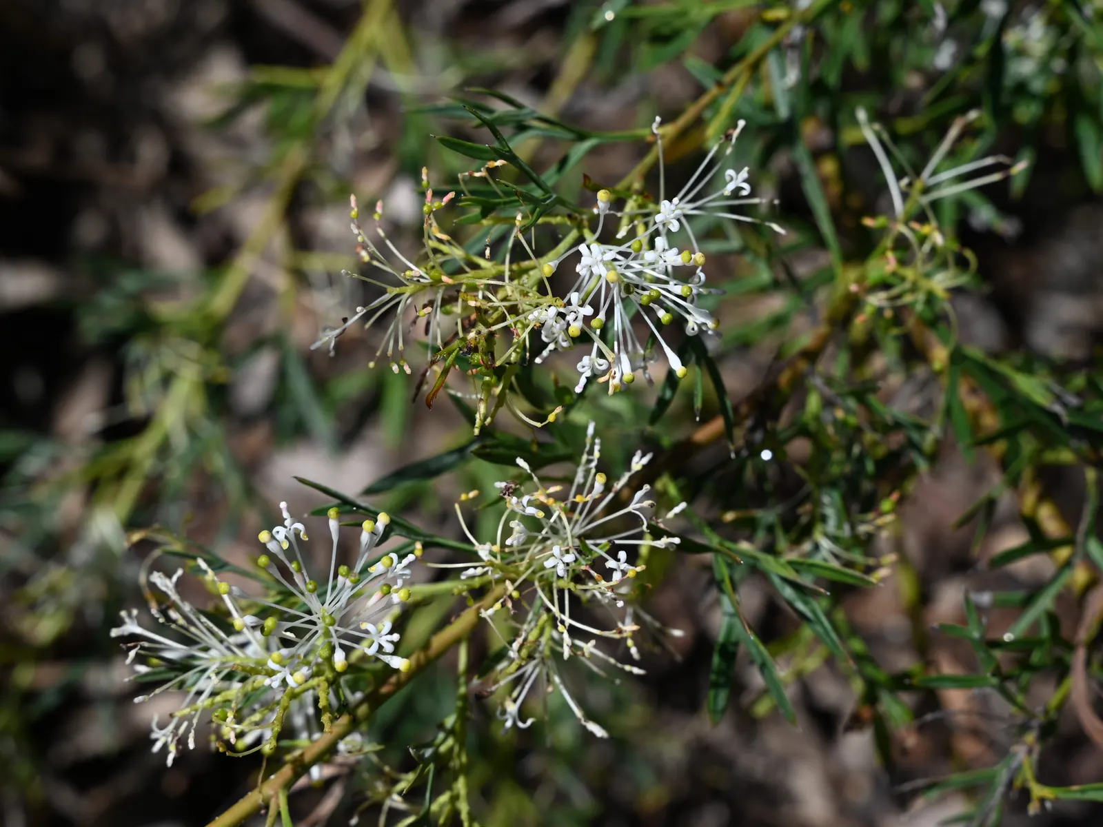 Grevillea (Grevillea Paniculata) — making it an excellent wildlife garden addition; attracting pollinators such as hummingbirds and bees, image 88