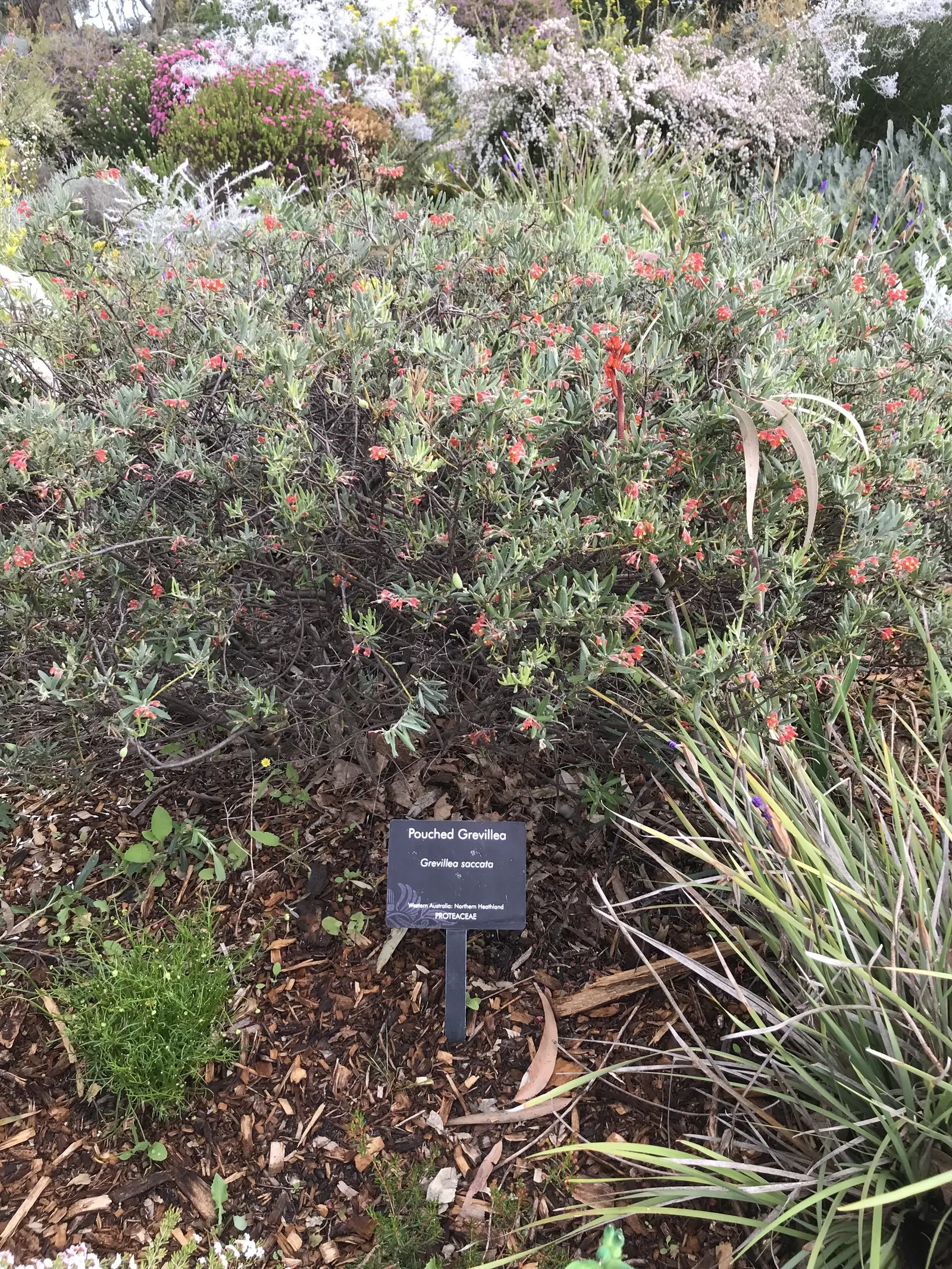 Grevillea (Grevillea Paniculata) — is a captivating evergreen shrub native to Australia; offering nectar-rich flowers that attract pollinators