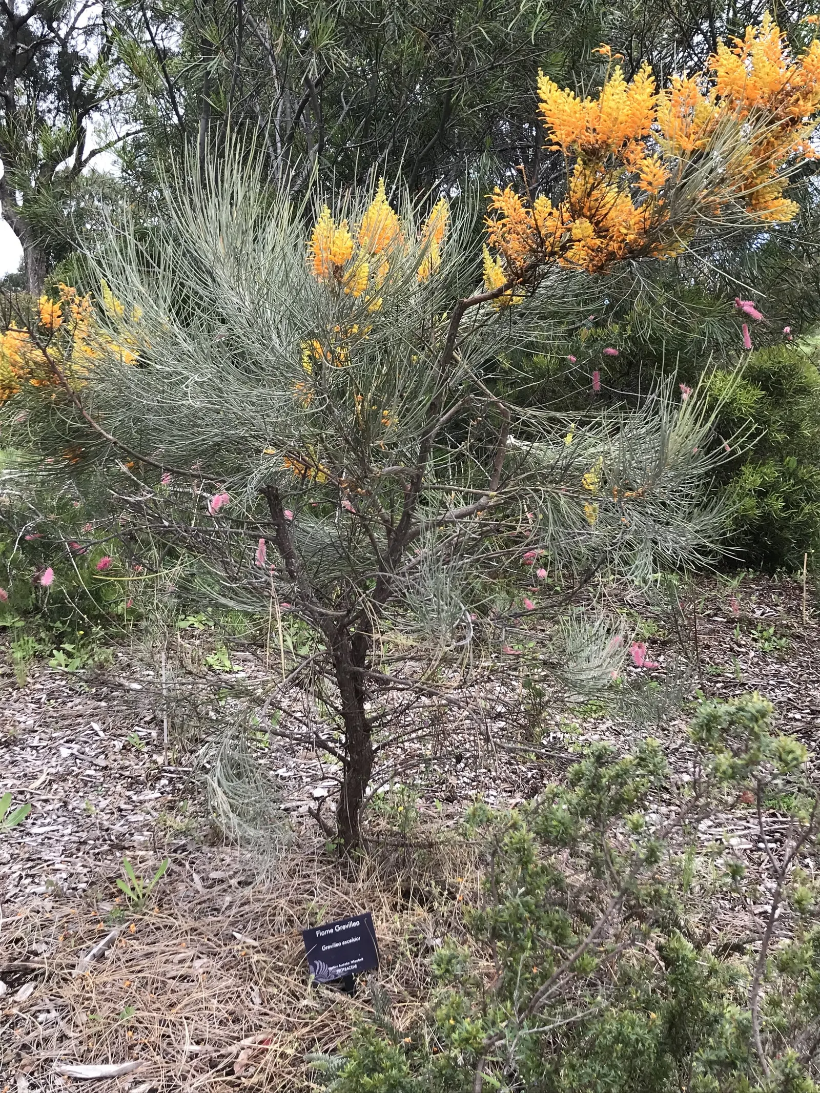 Grevillea (Grevillea Paniculata) — spider-like flowers that occur in clusters; commonly known as Spider Flower, image 70