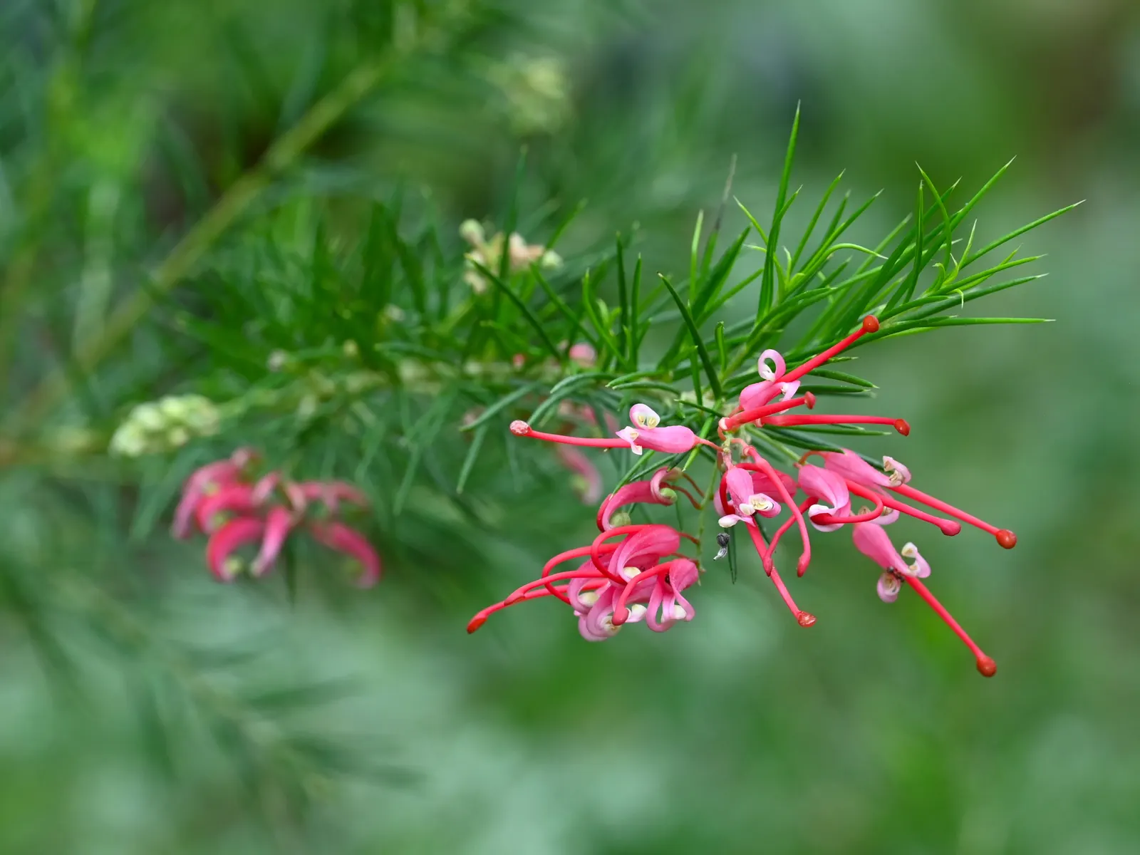 Grevillea (Grevillea Paniculata) — consider its mature size for proper spacing