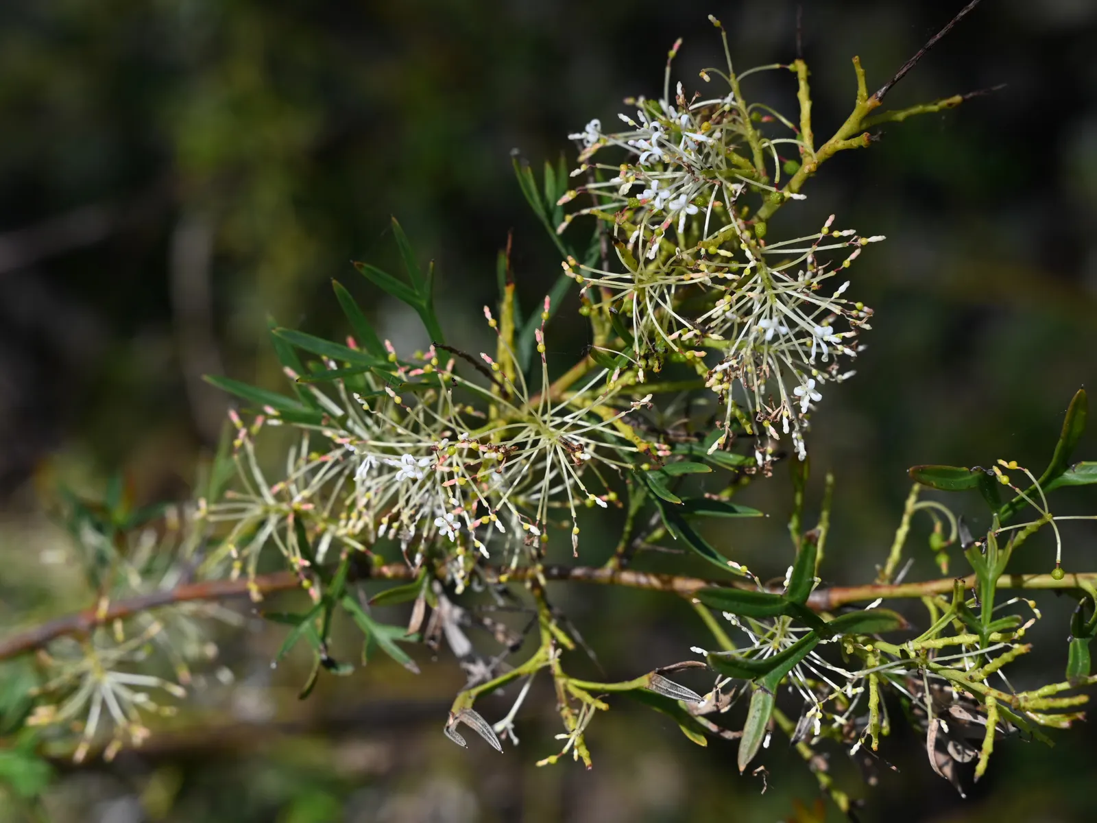 Grevillea (Grevillea Paniculata) — pointed leaves of a deep green color that can measure up to 4 inches long; making it an excellent wildlife, image 67