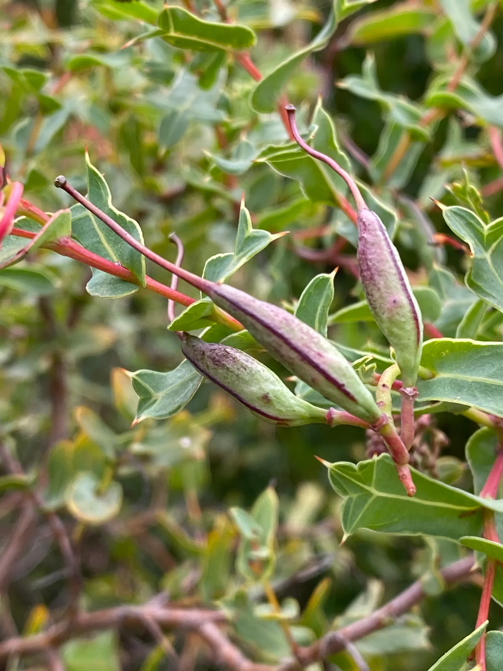 Grevillea (Grevillea Paniculata) — often referred to simply as Grevillea