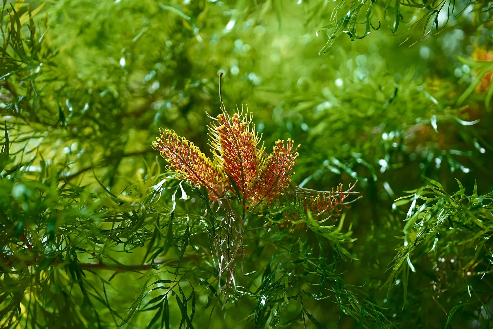 Grevillea (Grevillea Paniculata) — white flowers in the garden