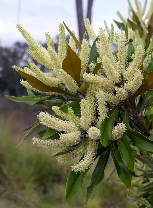 Grevillea (Grevillea Paniculata) — consider its mature size for proper spacing; spider-like flowers that occur in clusters, image 76