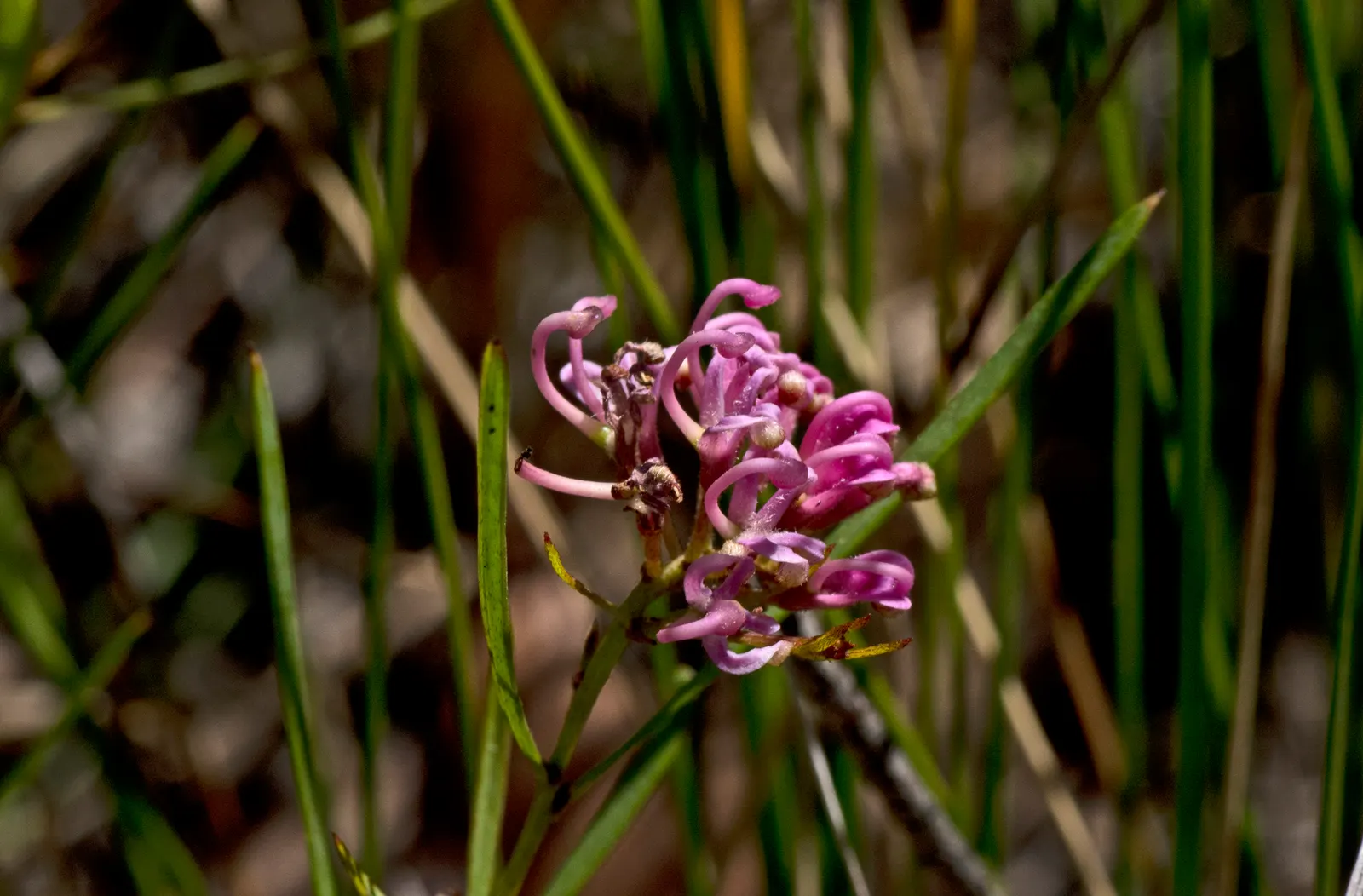 Grevillea (Grevillea Paniculata) — renowned for its ornamental appeal and resilience