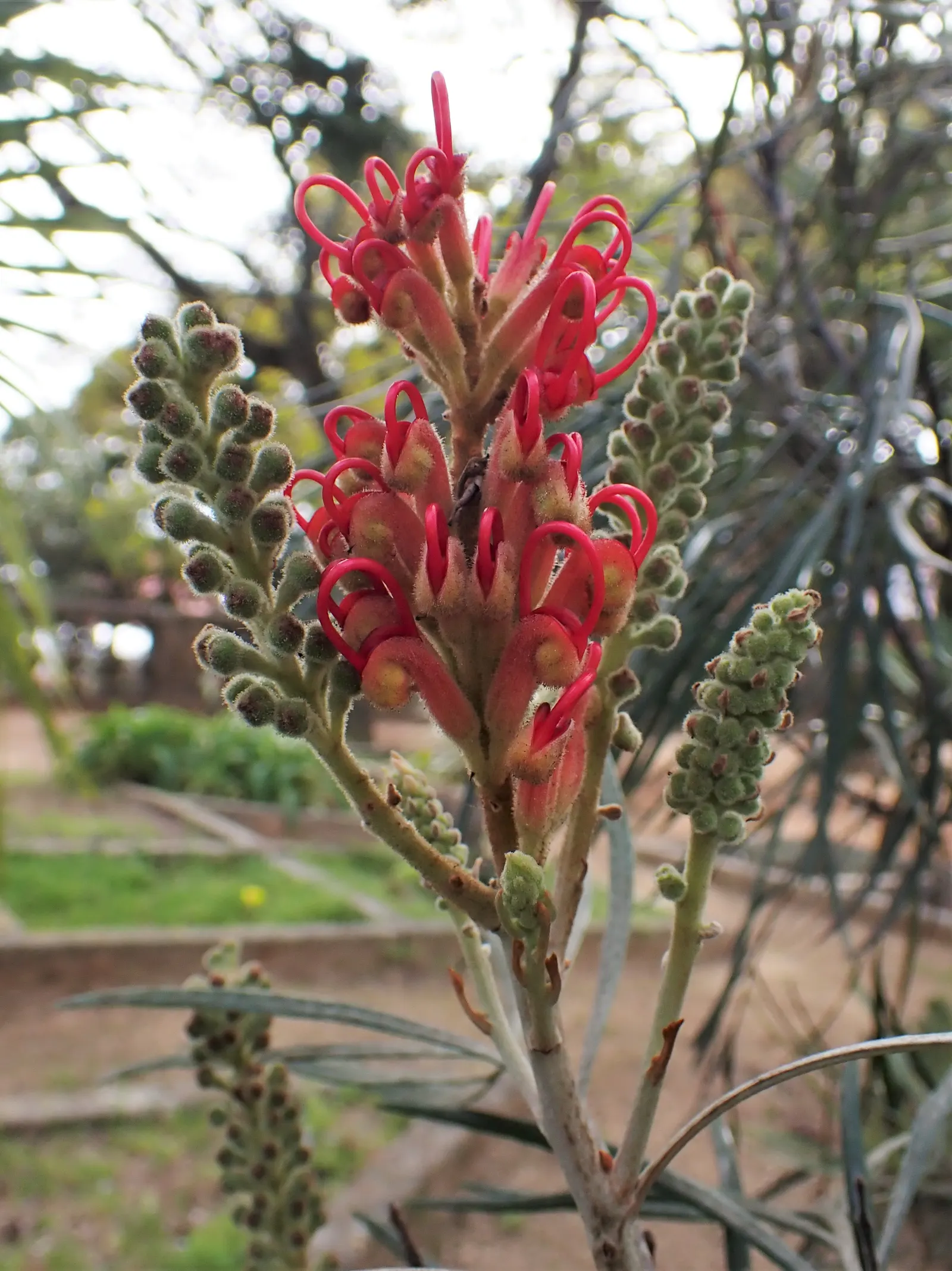 Grevillea (Grevillea Paniculata) — is a striking evergreen shrub suitable for xeriscaping; this striking plant is an asset to any garden, image 83