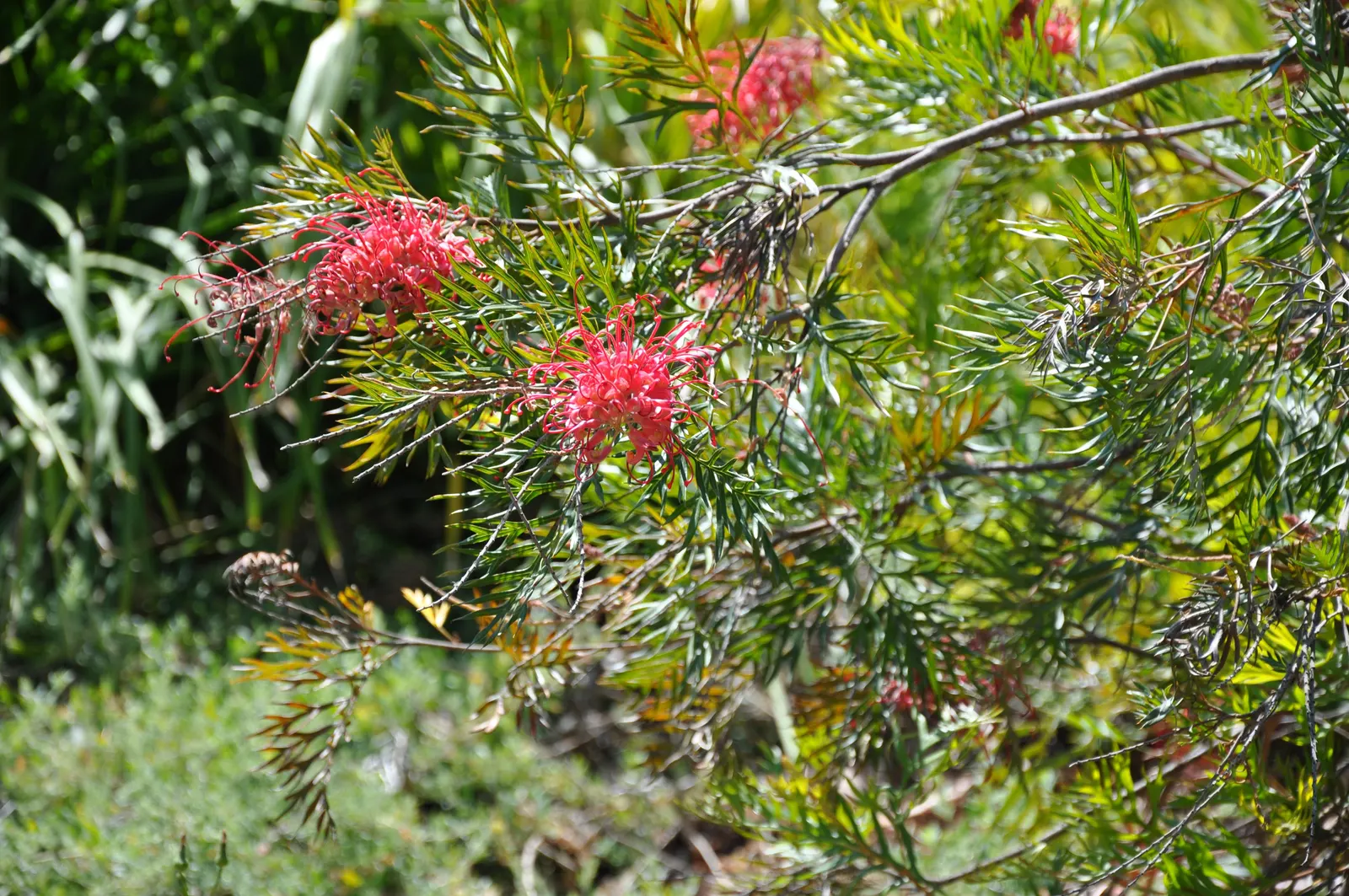 Grevillea (Grevillea Paniculata) — This drought-tolerant species prefers well-drained soils and full sun exposure, image 59