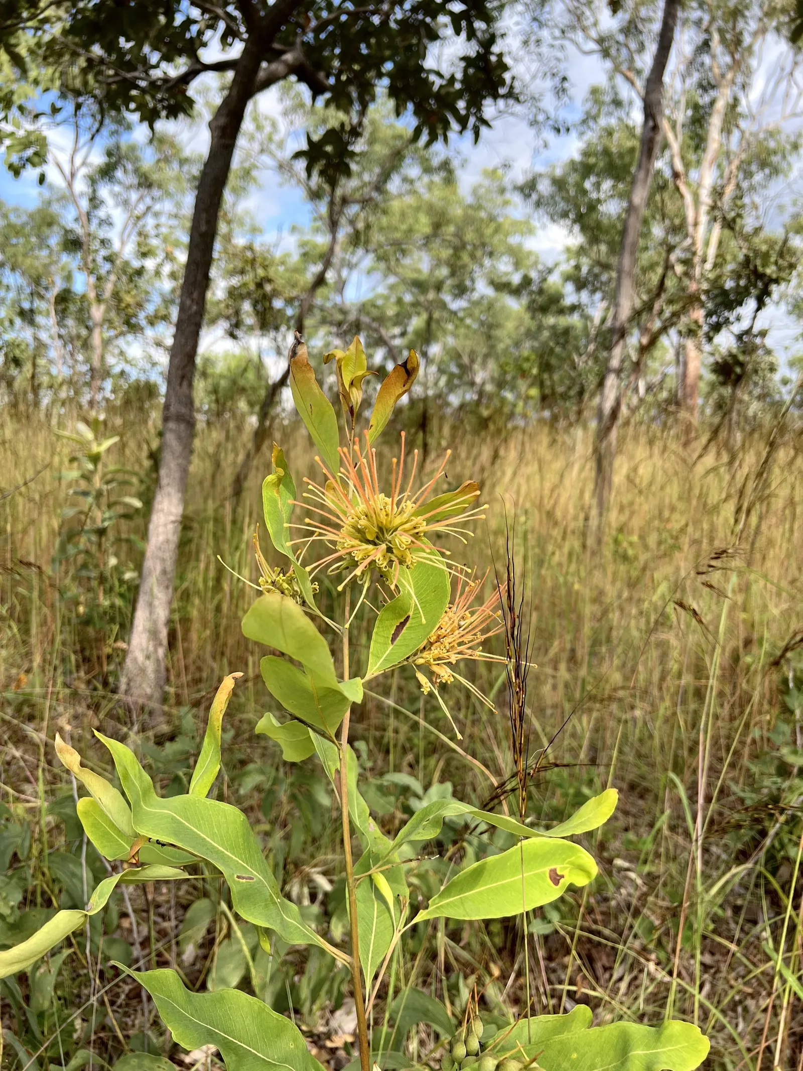 Grevillea (Grevillea Paniculata) — pointed leaves of a deep green color that can measure up to 4 inches long