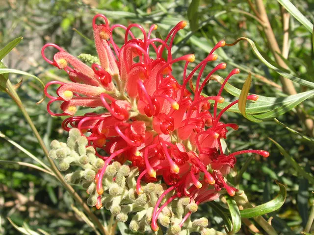 Grevillea (Grevillea Paniculata) — This drought-tolerant species prefers well-drained soils and full sun exposure
