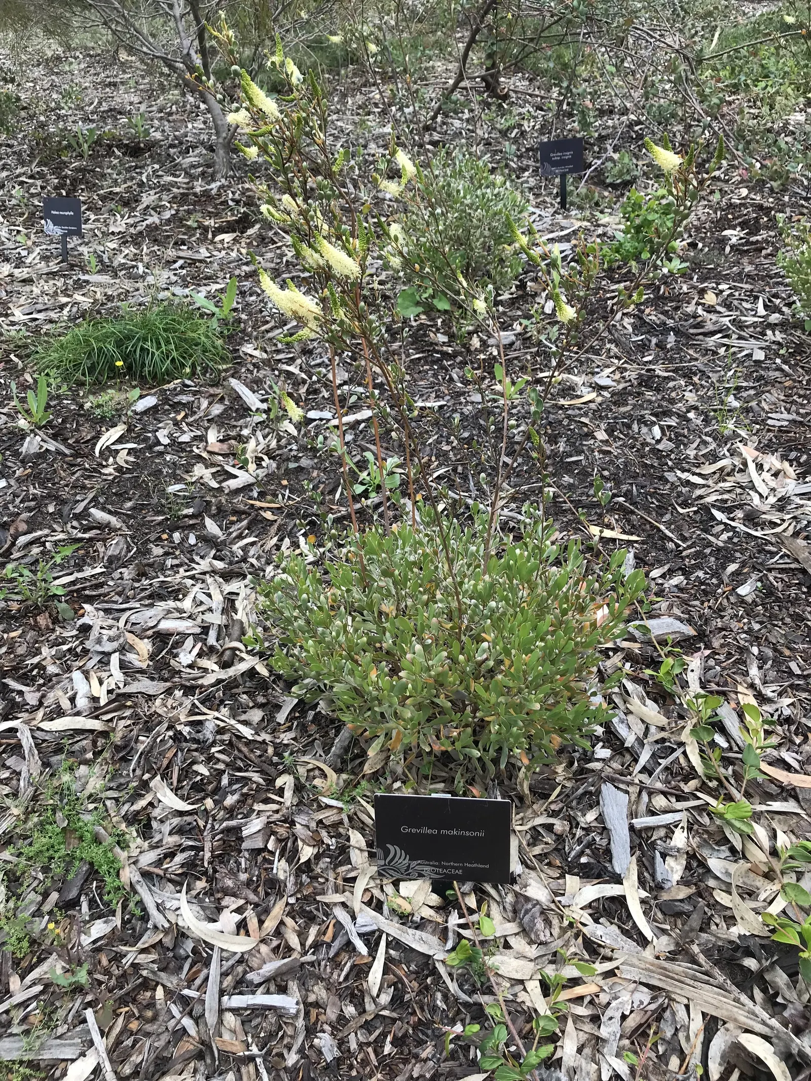 Grevillea (Grevillea Paniculata) — This striking plant is an asset to any garden