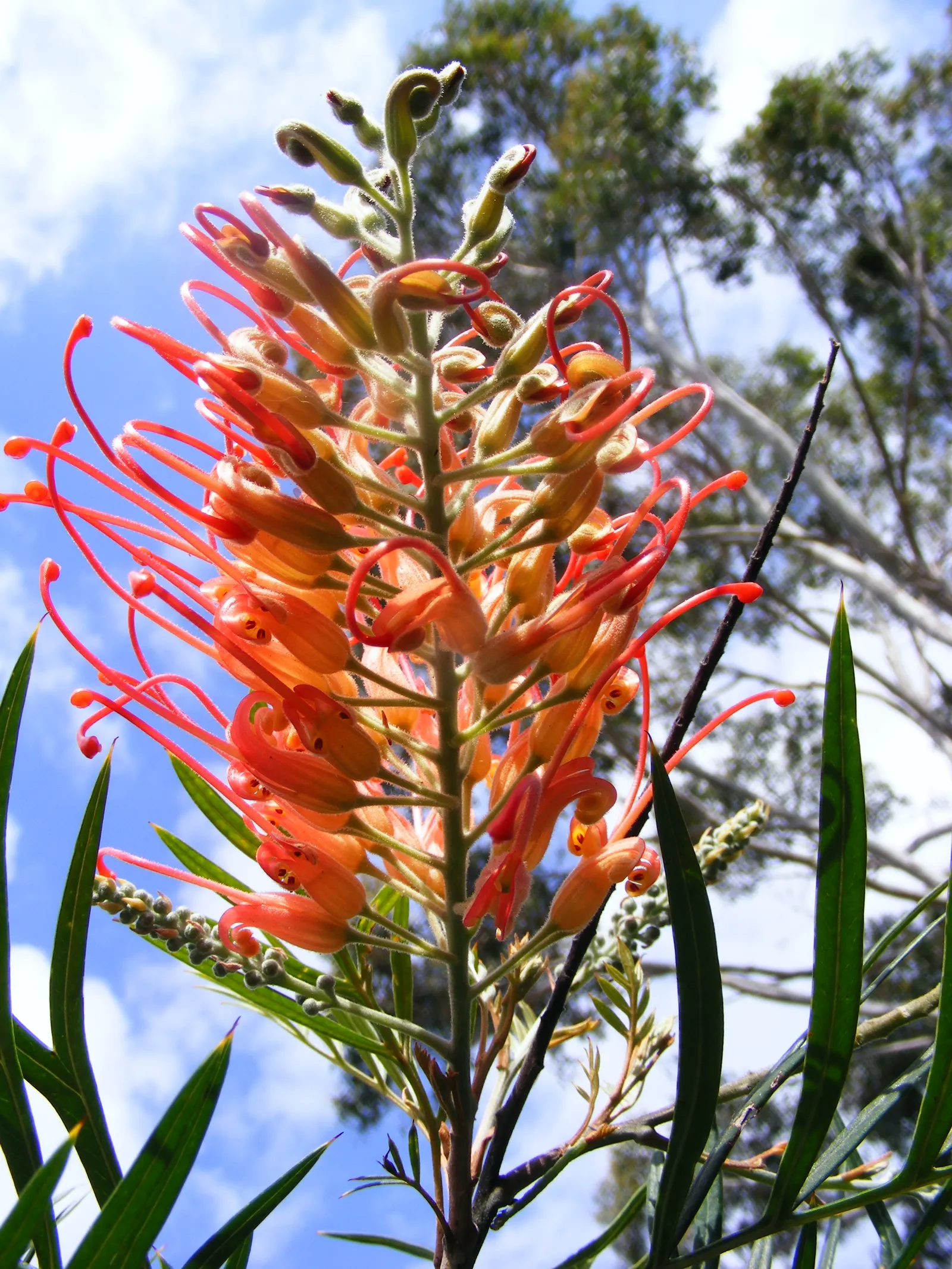 Grevillea (Grevillea Paniculata) — This drought-tolerant species prefers well-drained soils and full sun exposure, image 32