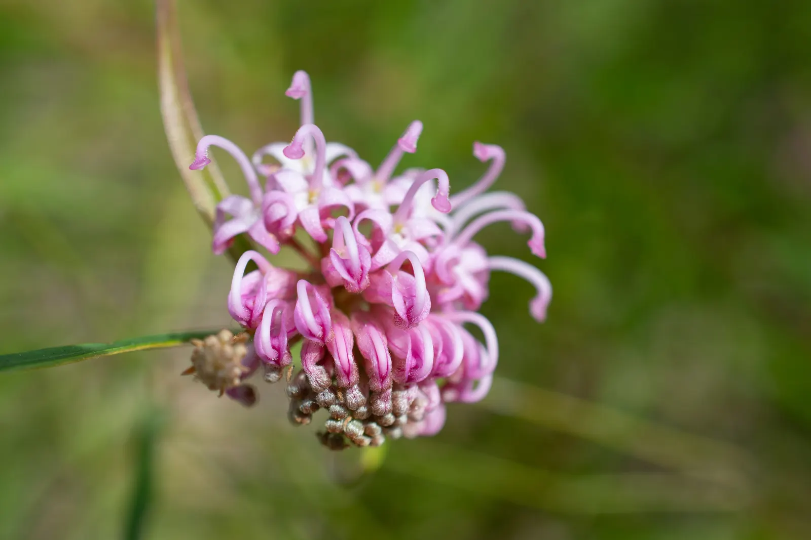 Grevillea (Grevillea Paniculata) — the Grevillea thrives in USDA hardiness zones 9 to 11; shrub for full or half, image 66