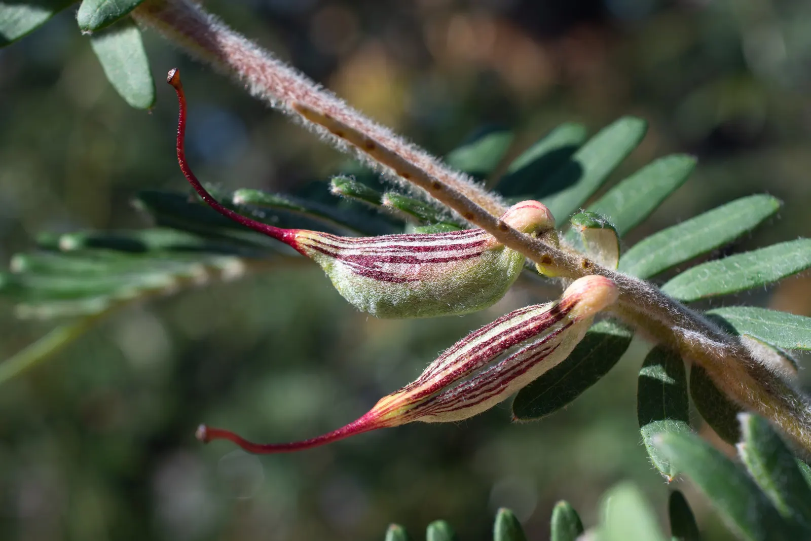Grevillea (Grevillea Paniculata) — Low in water requirements once established