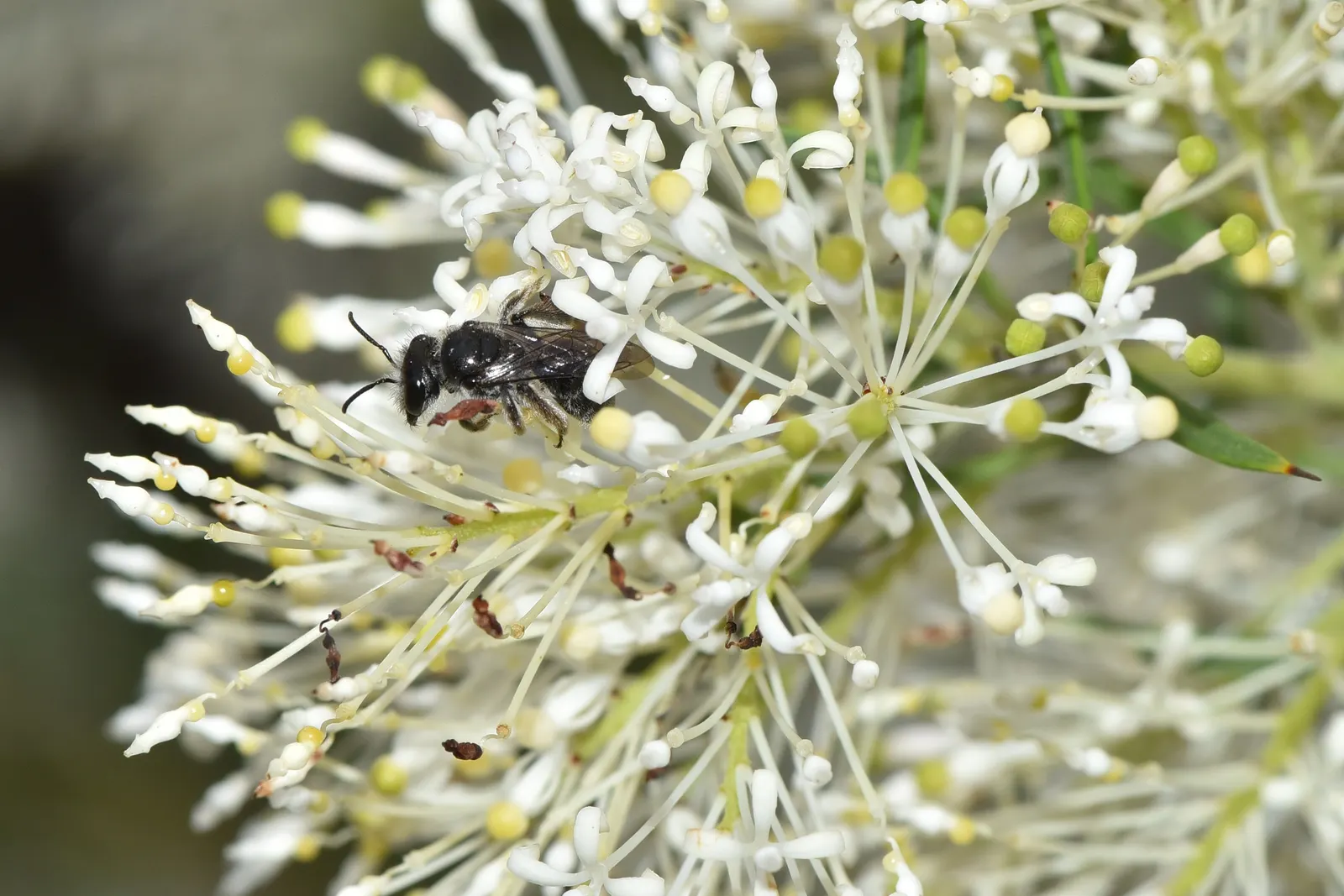 Grevillea (Grevillea Paniculata) — This drought-tolerant species prefers well-drained soils and full sun exposure, image 86