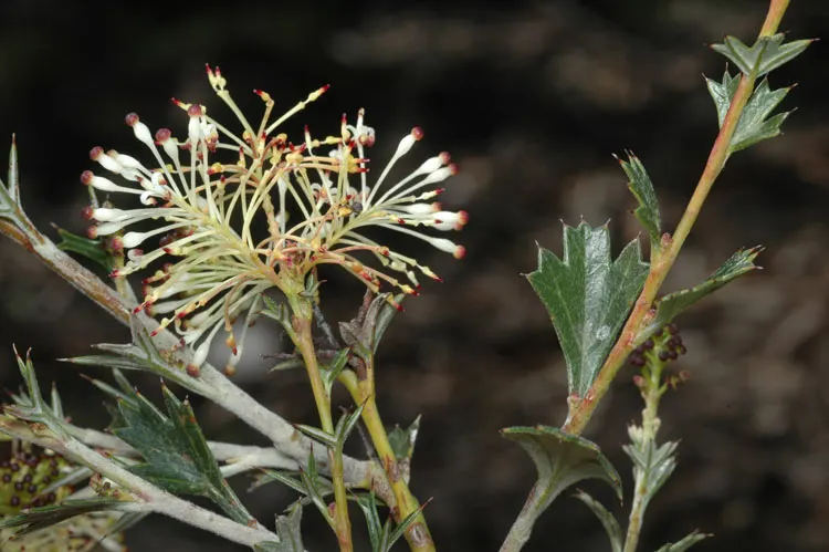 Grevillea (Grevillea Paniculata) — serrated leaves and bears clusters of cream to yellow spider-like blossoms year-round; white flowers in the garden
