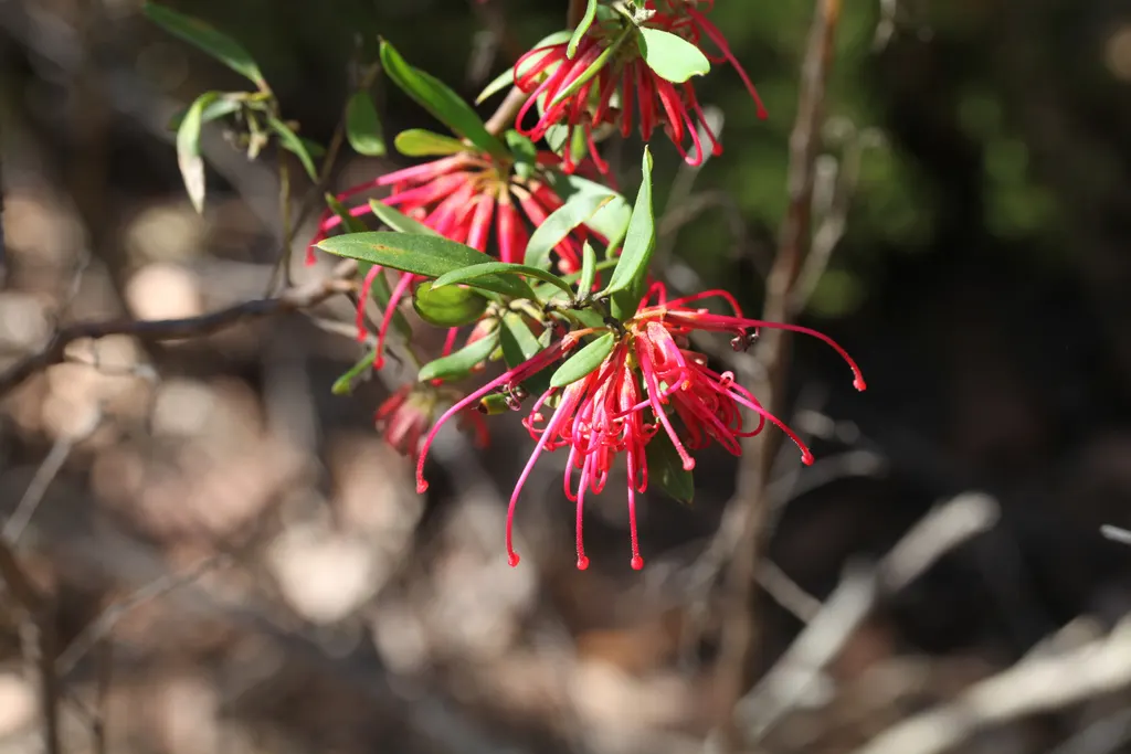 Grevillea (Grevillea Paniculata) — the Grevillea paniculata comes alive with intricate; low in water requirements once established, image 69