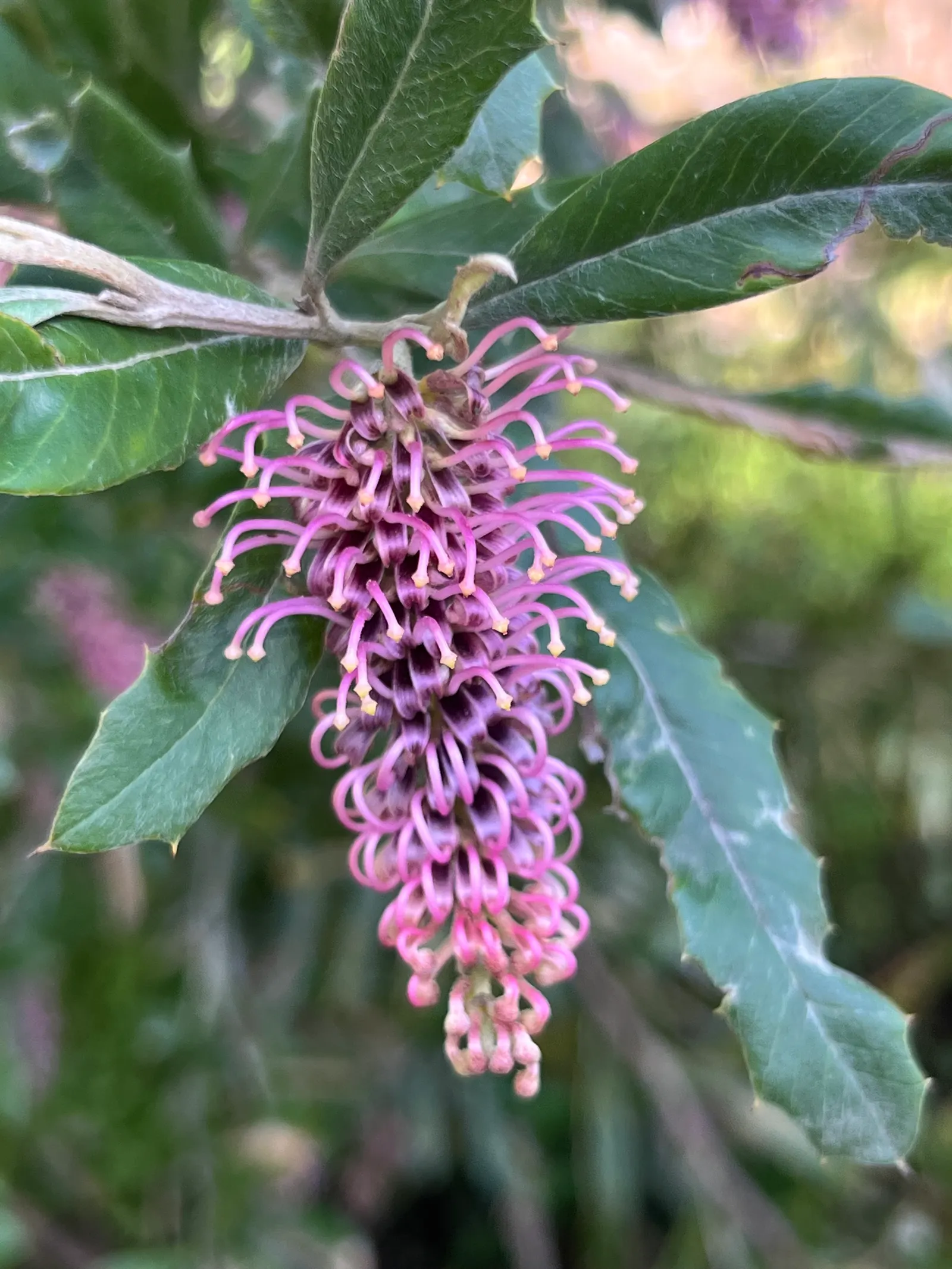 Grevillea (Grevillea Paniculata) — and extend up to 6 inches in length; the Grevillea paniculata comes alive with intricate, image 72