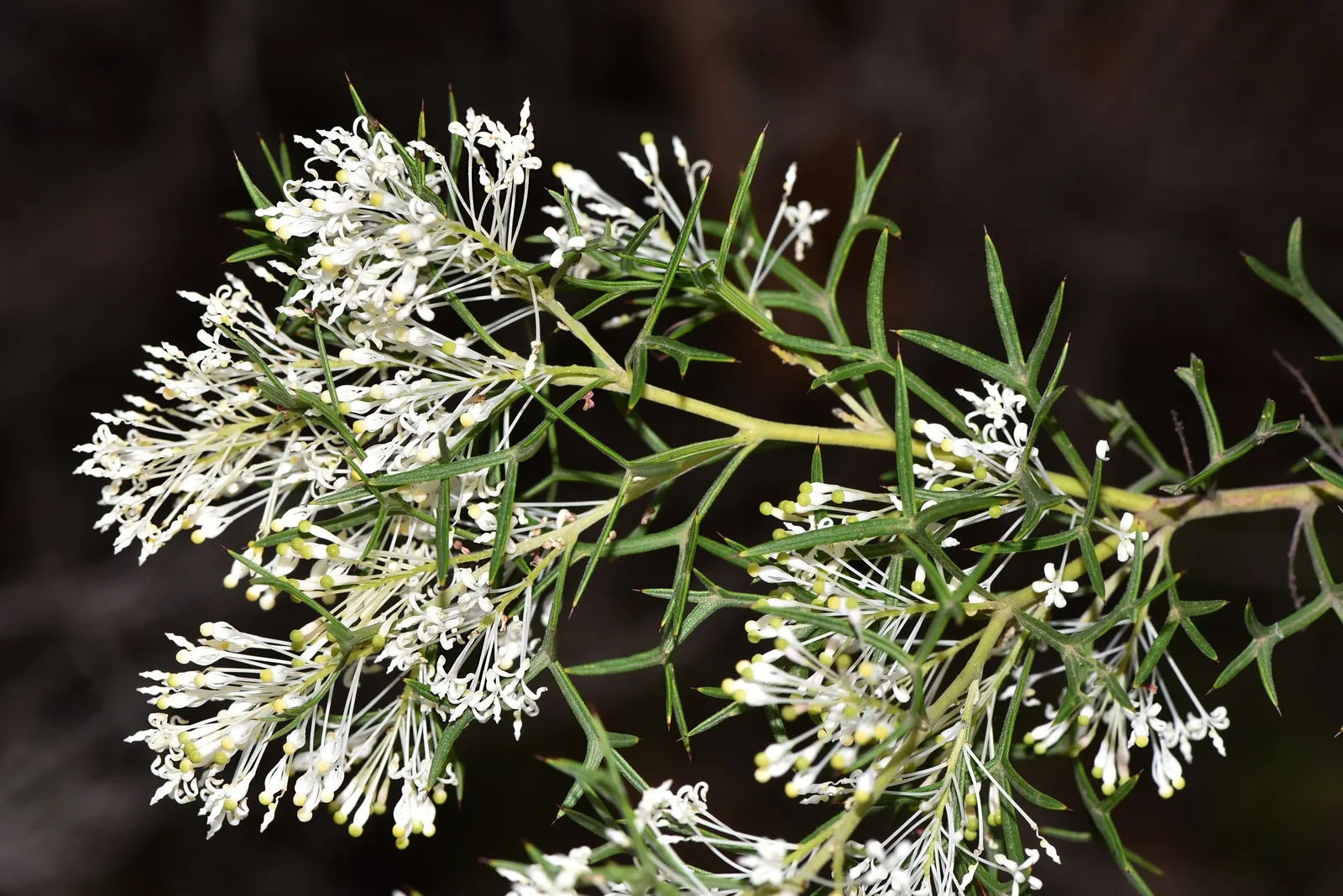 Grevillea (Grevillea Paniculata) — or part of a mixed border for both aesthetic appeal and biodiversity enhancement