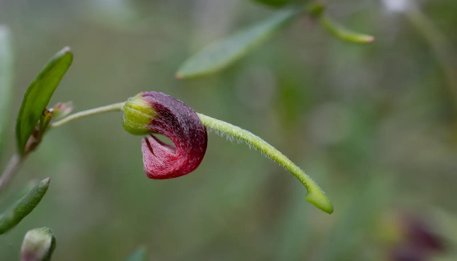 Grevillea (Grevillea Paniculata) — offering a fine textured contrast to broader-leafed plants in the landscape.<br><br>From winter to spring, image 68
