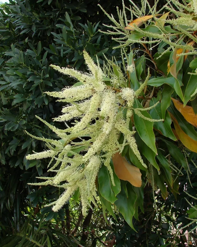 Grevillea (Grevillea Paniculata) — reaching up to 6 feet in height and 9 feet in spread; and extend up to 6 inches in length, image 57