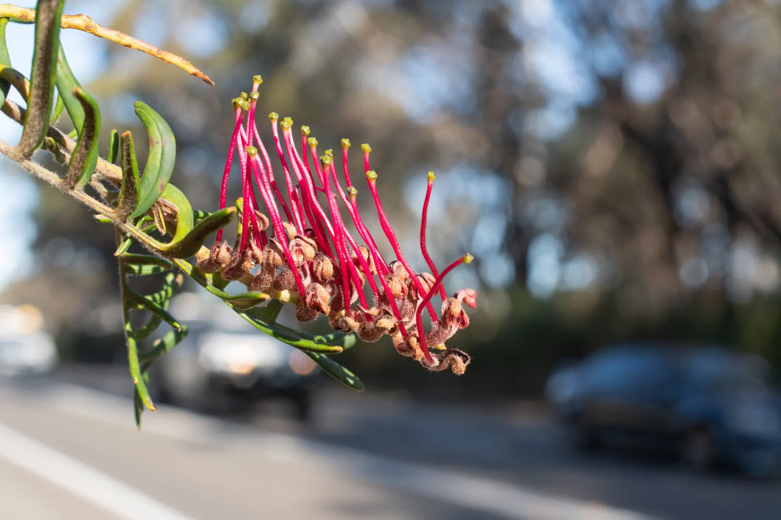 Grevillea (Grevillea Paniculata) — Low in water requirements once established; is a captivating evergreen shrub native to Australia
