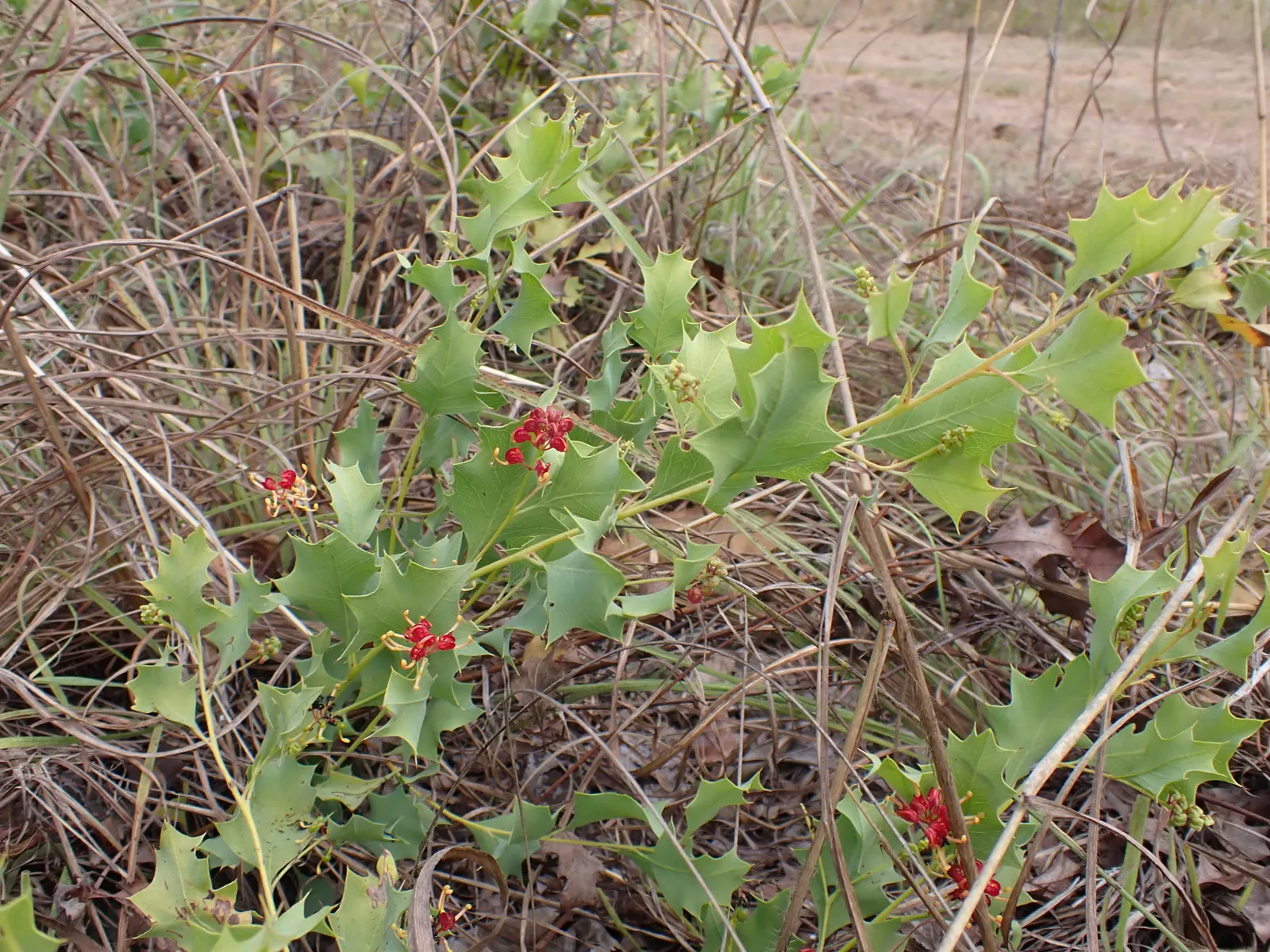 Grevillea (Grevillea Paniculata) — is a striking evergreen shrub suitable for xeriscaping
