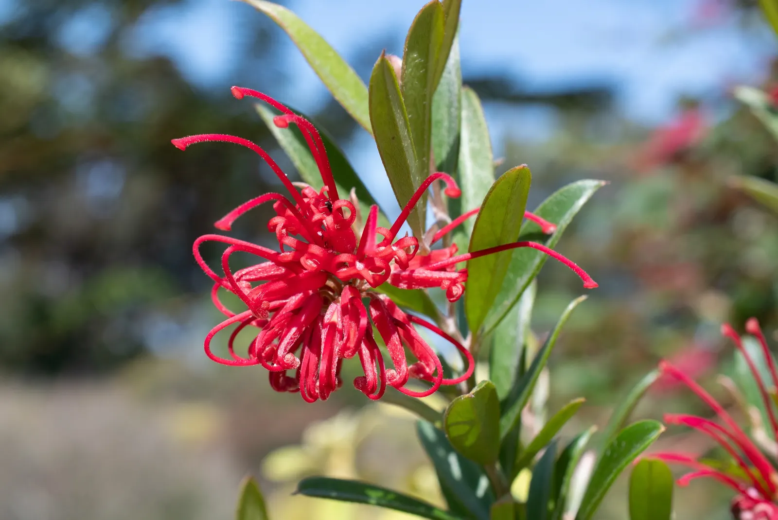 Grevillea (Grevillea Paniculata) — is a captivating evergreen shrub native to Australia; offering nectar-rich flowers that attract pollinators, image 63