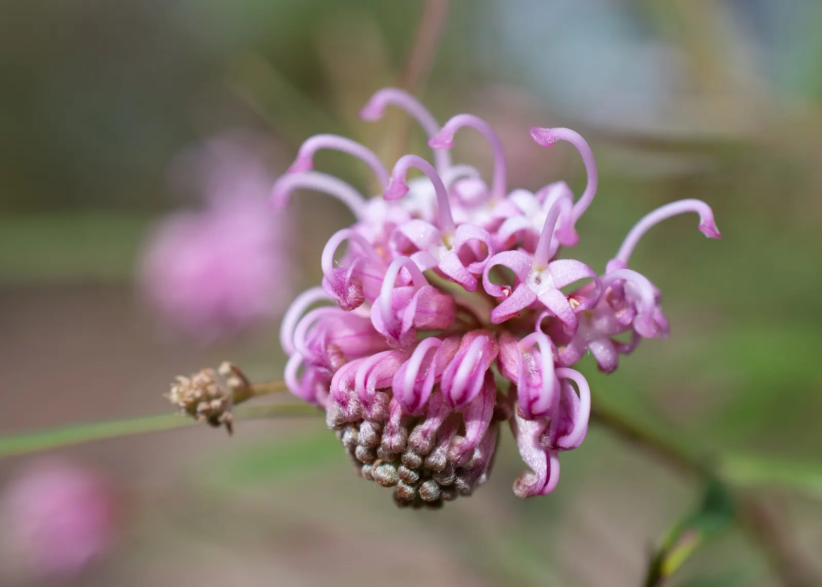 Grevillea (Grevillea Paniculata) — Low in water requirements once established; is a captivating evergreen shrub native to Australia, image 75