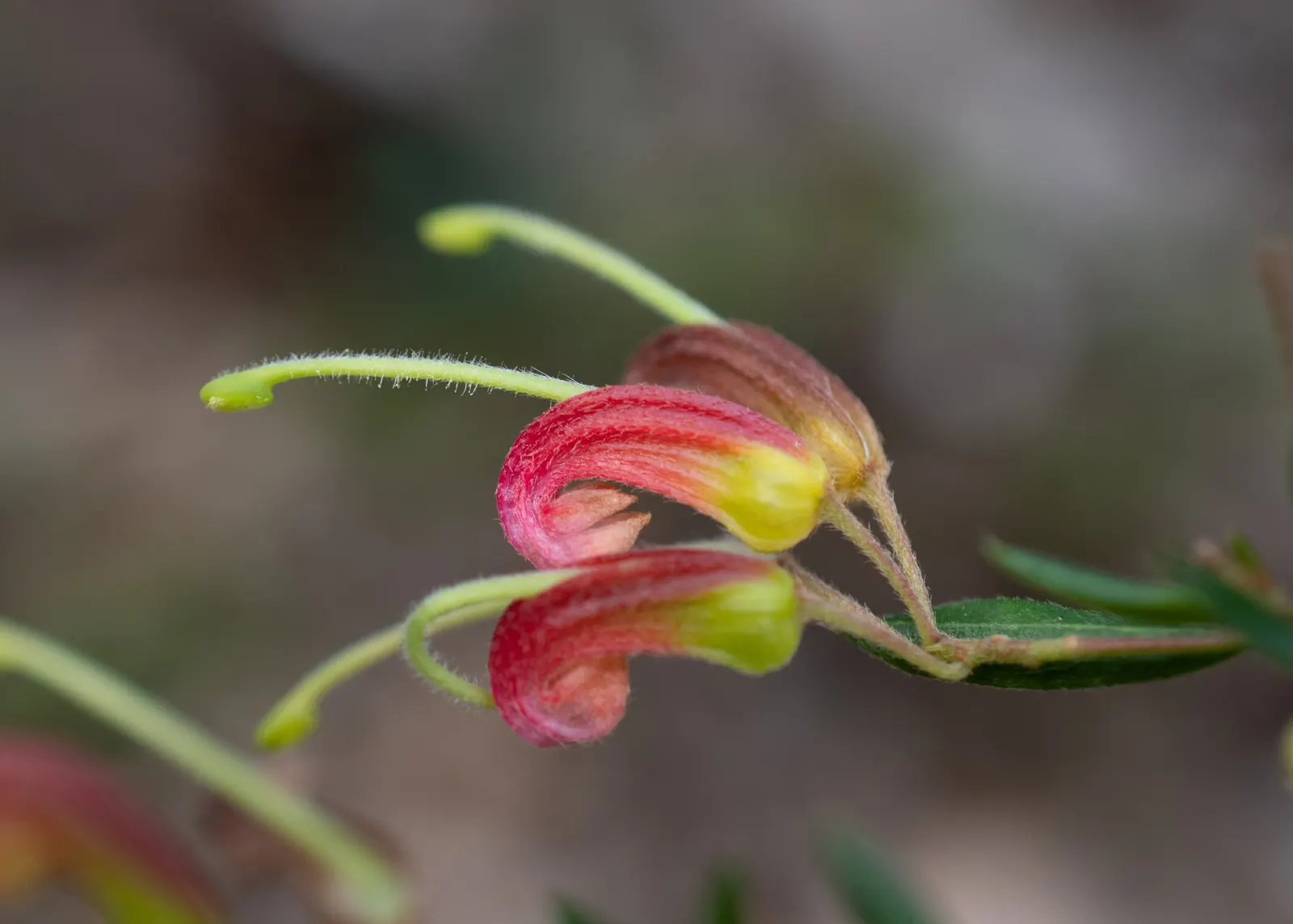 Grevillea (Grevillea Paniculata) — shrub with white blooms; these blossoms range in color from soft pinks to vibrant reds, image 80