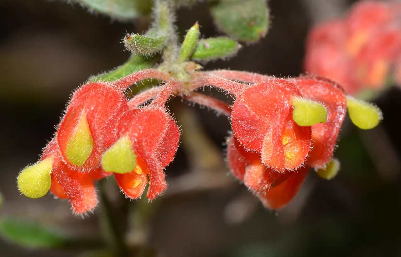 Grevillea (Grevillea Paniculata) — serrated leaves and bears clusters of cream to yellow spider-like blossoms year-round