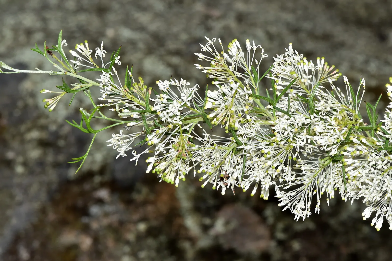Grevillea (Grevillea Paniculata) — commonly known as Spider Flower; serrated leaves and bears clusters of cream to yellow spider-like blossoms, image 82