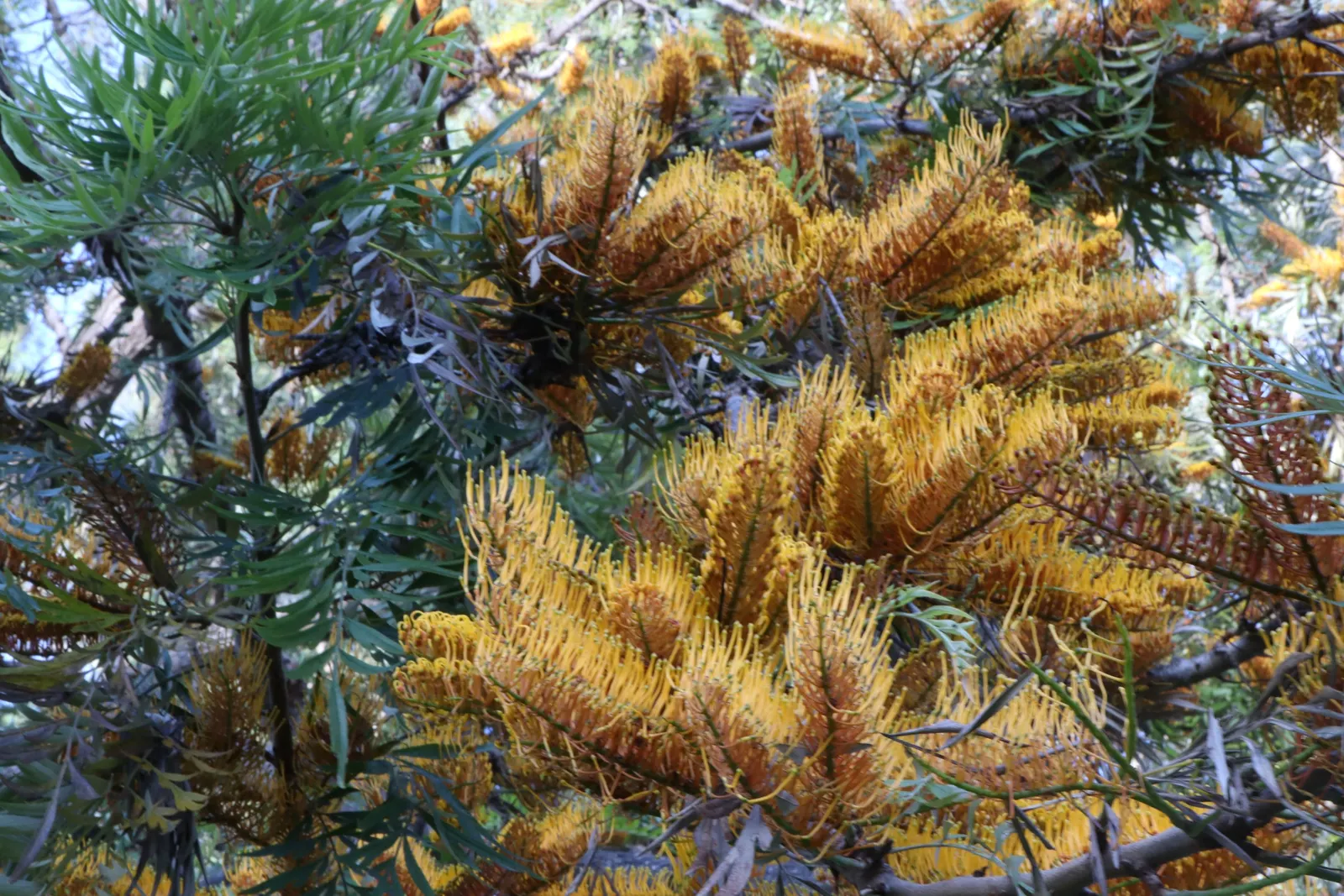Grevillea (Grevillea Paniculata) — spider-like flowers that occur in clusters