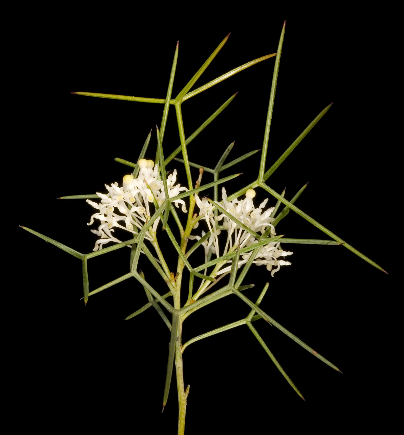 Grevillea (Grevillea Paniculata) — often referred to simply as Grevillea; shrub with white blooms
