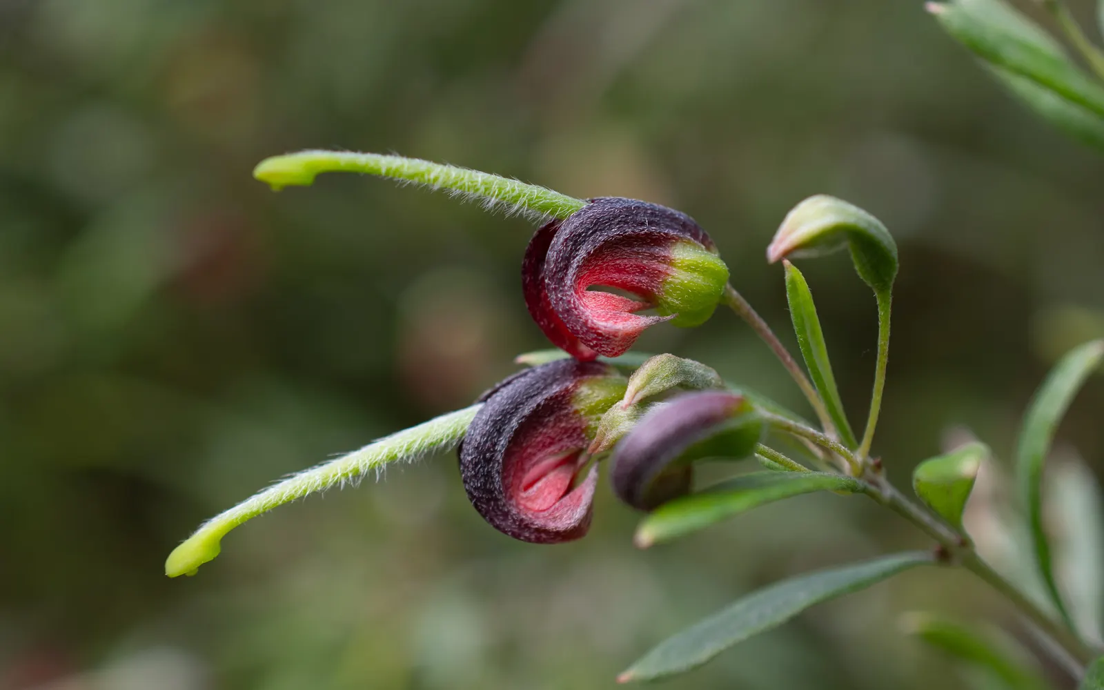 Grevillea (Grevillea Paniculata) — These blossoms range in color from soft pinks to vibrant reds; often referred to simply as Grevillea, image 71