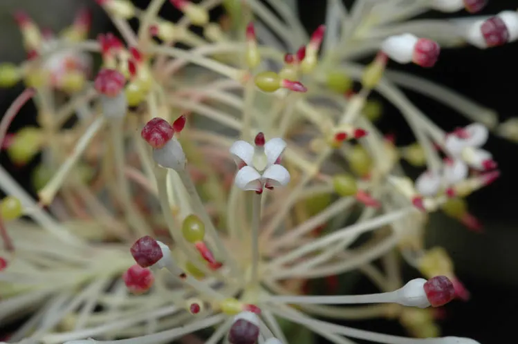 Grevillea (Grevillea Paniculata) — This striking plant is an asset to any garden; making it an ecologically beneficial choice.<br><br>Adaptable to a variety of