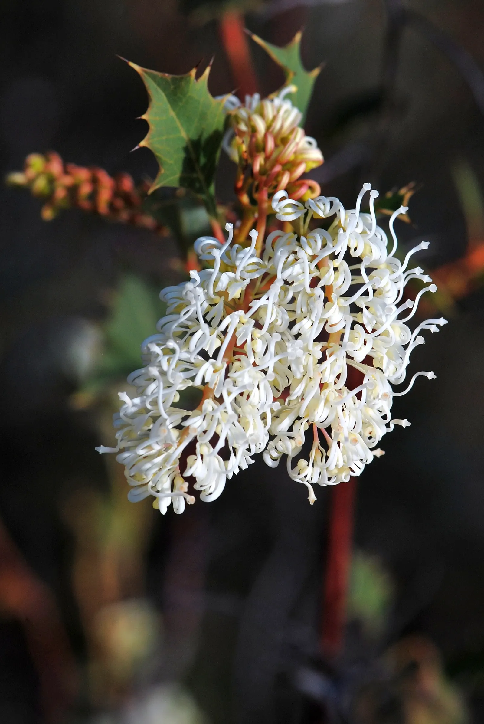 Grevillea (Grevillea Paniculata) — offering a fine textured contrast to broader-leafed plants in the landscape.<br><br>From winter to spring