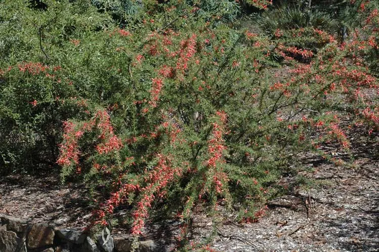 Grevillea (Grevillea Paniculata) — shrub for full or half