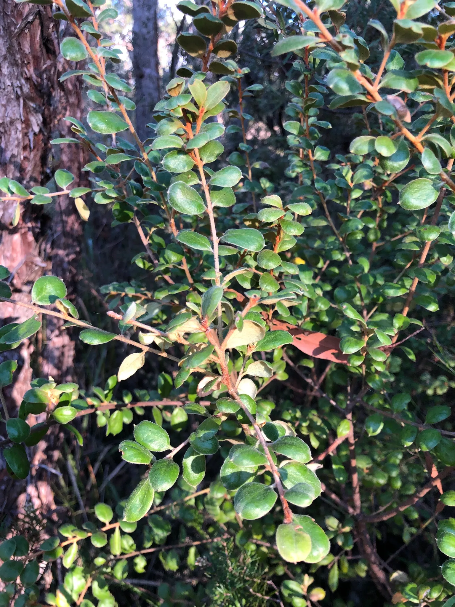 Grevillea (Grevillea Paniculata) — serrated leaves and bears clusters of cream to yellow spider-like blossoms year-round; white flowers in the, image 85
