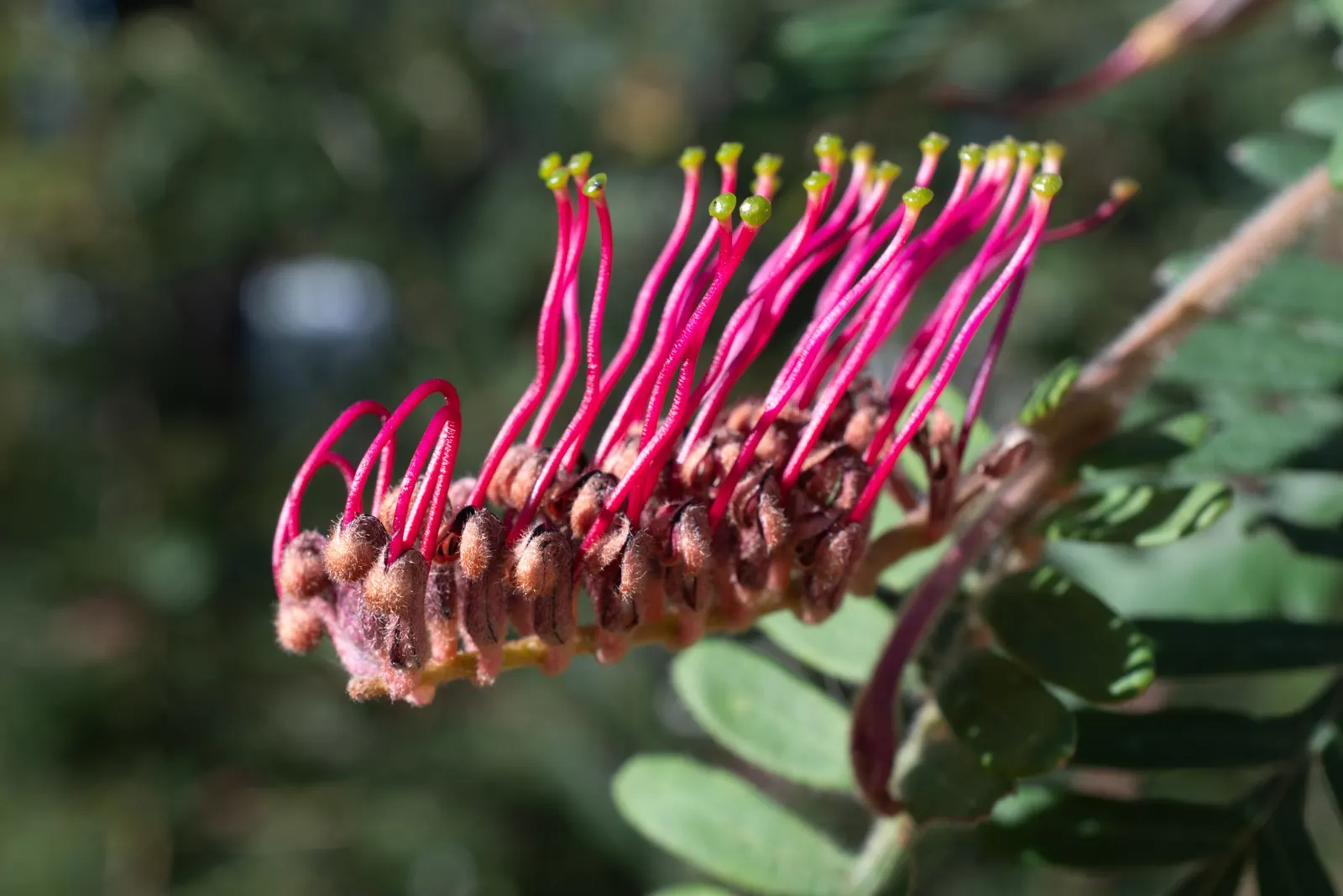 Grevillea (Grevillea Paniculata) — is a captivating evergreen shrub native to Australia