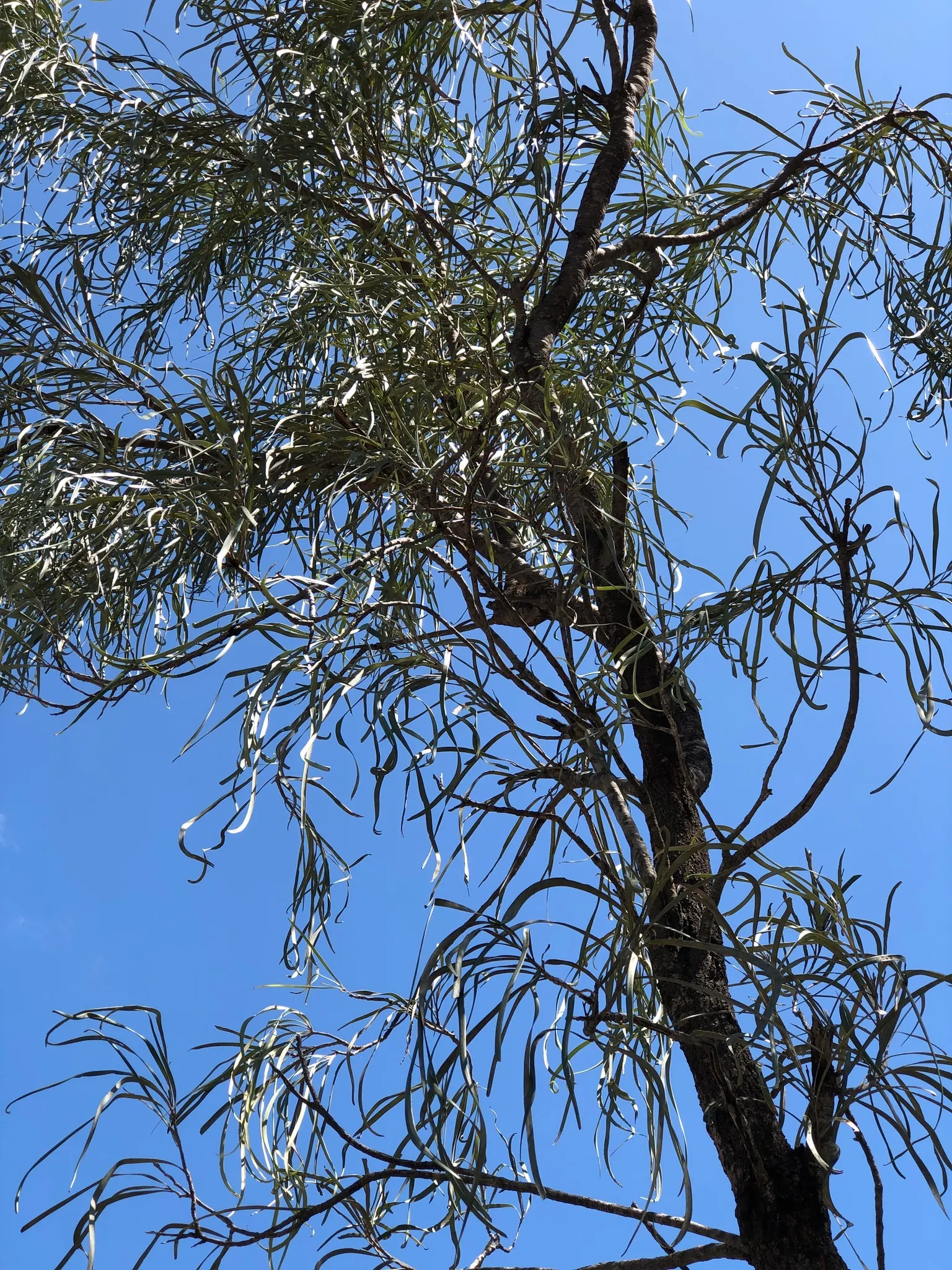 Grevillea (Grevillea Paniculata) — Regular pruning after flowering can help maintain its shape and encourage more vigorous blooms; reaching up to 6, image 78