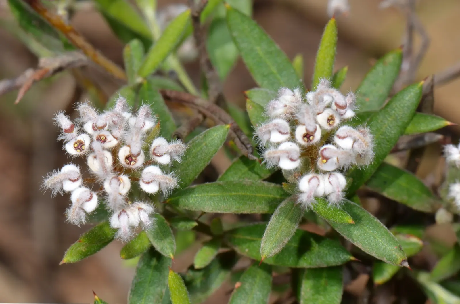 Grevillea (Grevillea Paniculata) — pointed leaves of a deep green color that can measure up to 4 inches long; making it an excellent wildlife garden addition