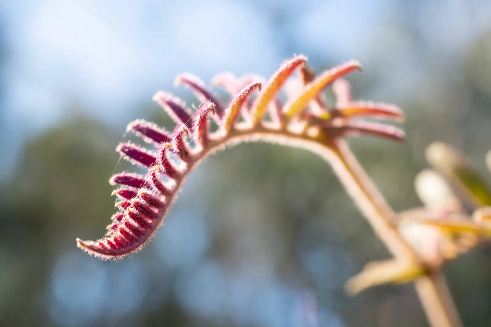 Grevillea (Grevillea Paniculata) — These blossoms range in color from soft pinks to vibrant reds