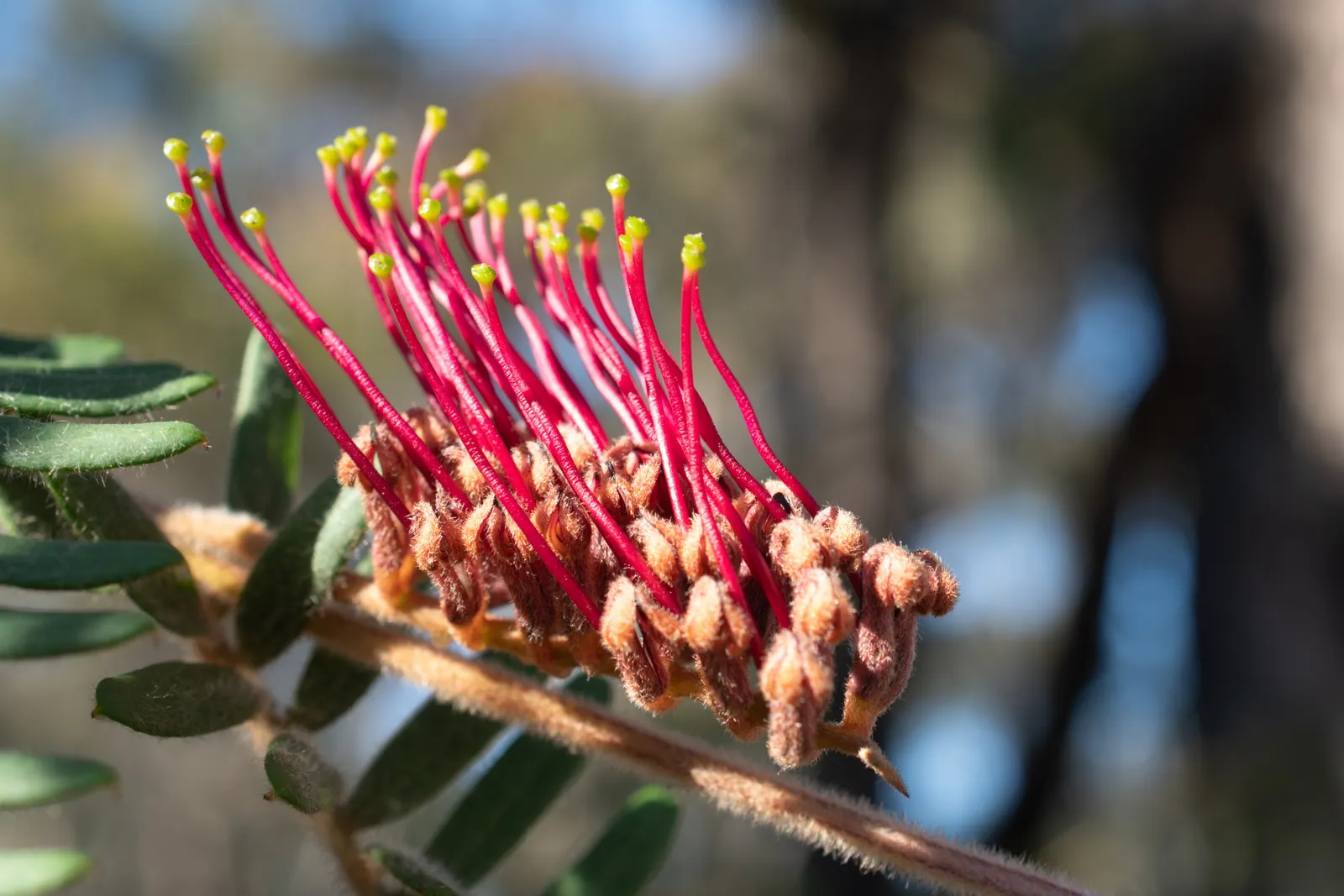 Grevillea (Grevillea Paniculata) — reaching up to 6 feet in height and 9 feet in spread; and extend up to 6 inches in length, image 84