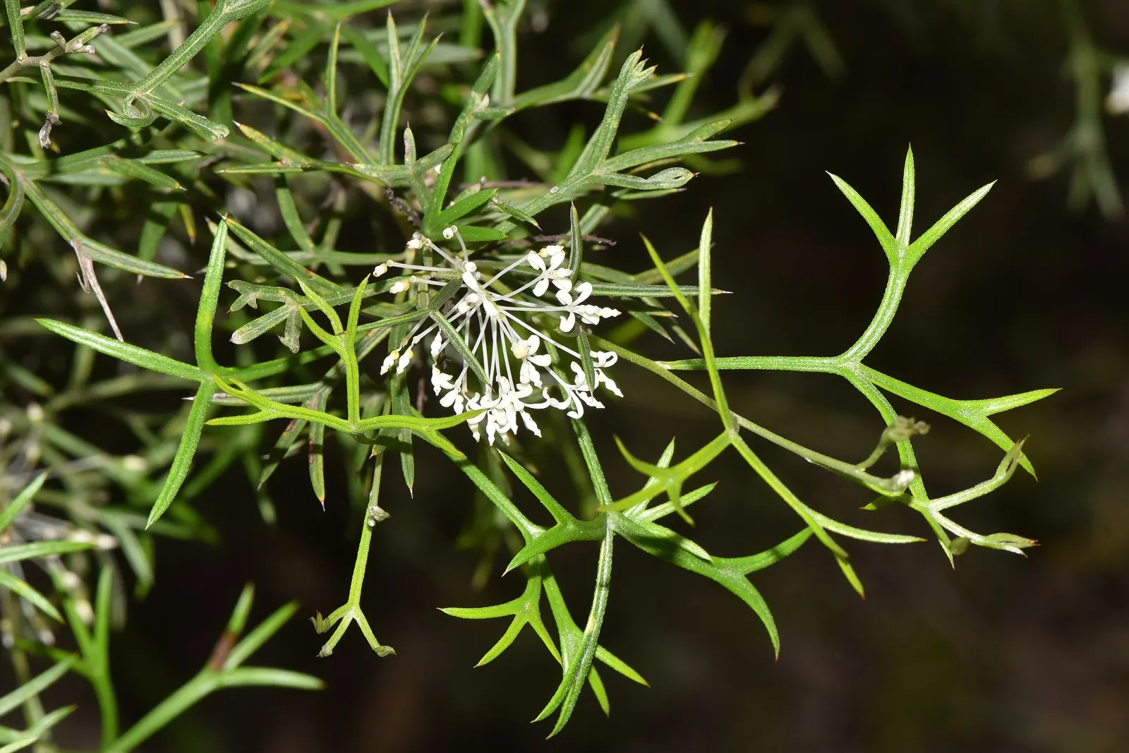 Grevillea (Grevillea Paniculata) — commonly known as Spider Flower; serrated leaves and bears clusters of cream to yellow spider-like blossoms, image 55