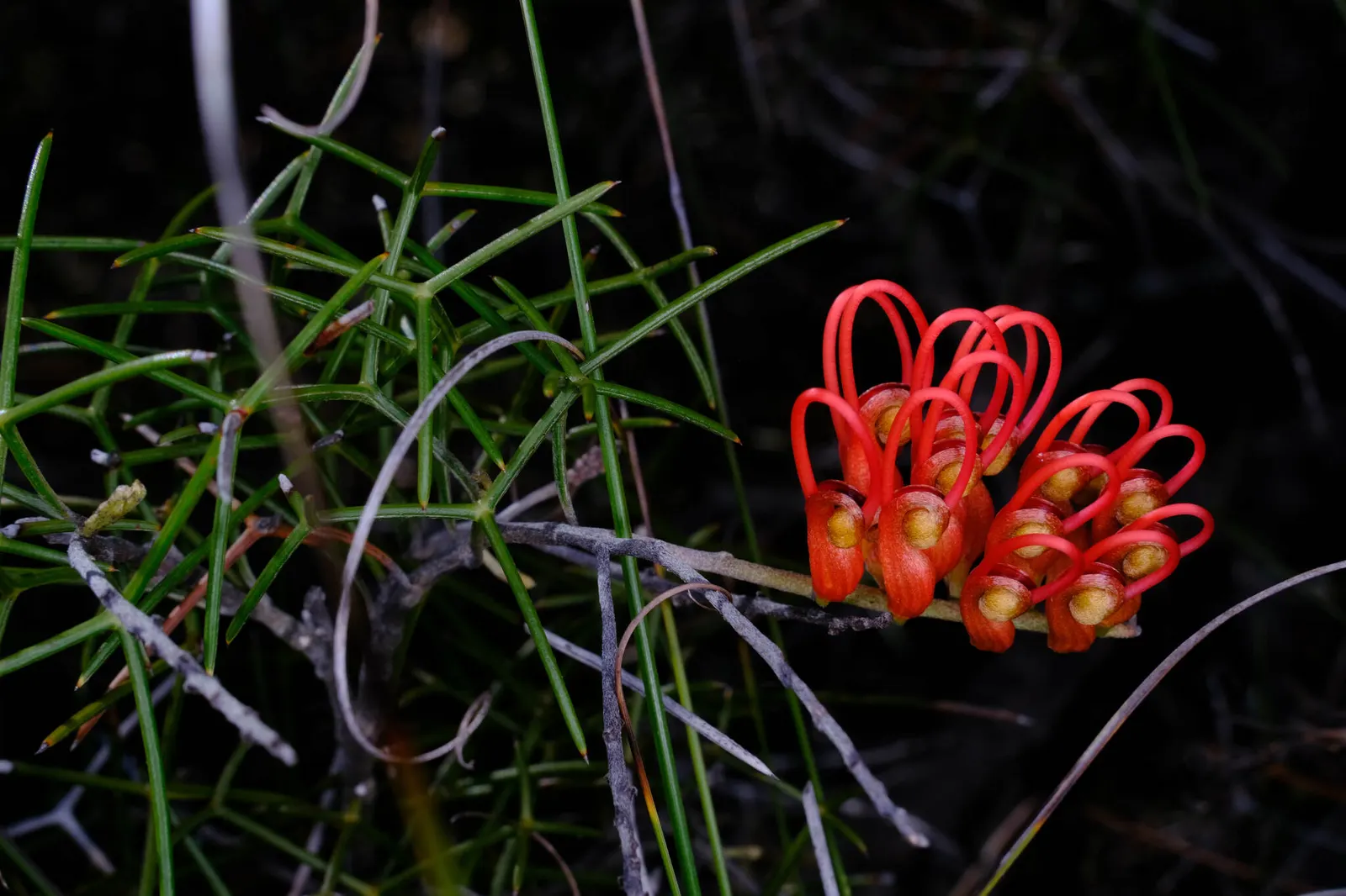 Grevillea (Grevillea Paniculata) — the Grevillea paniculata comes alive with intricate; low in water requirements once established