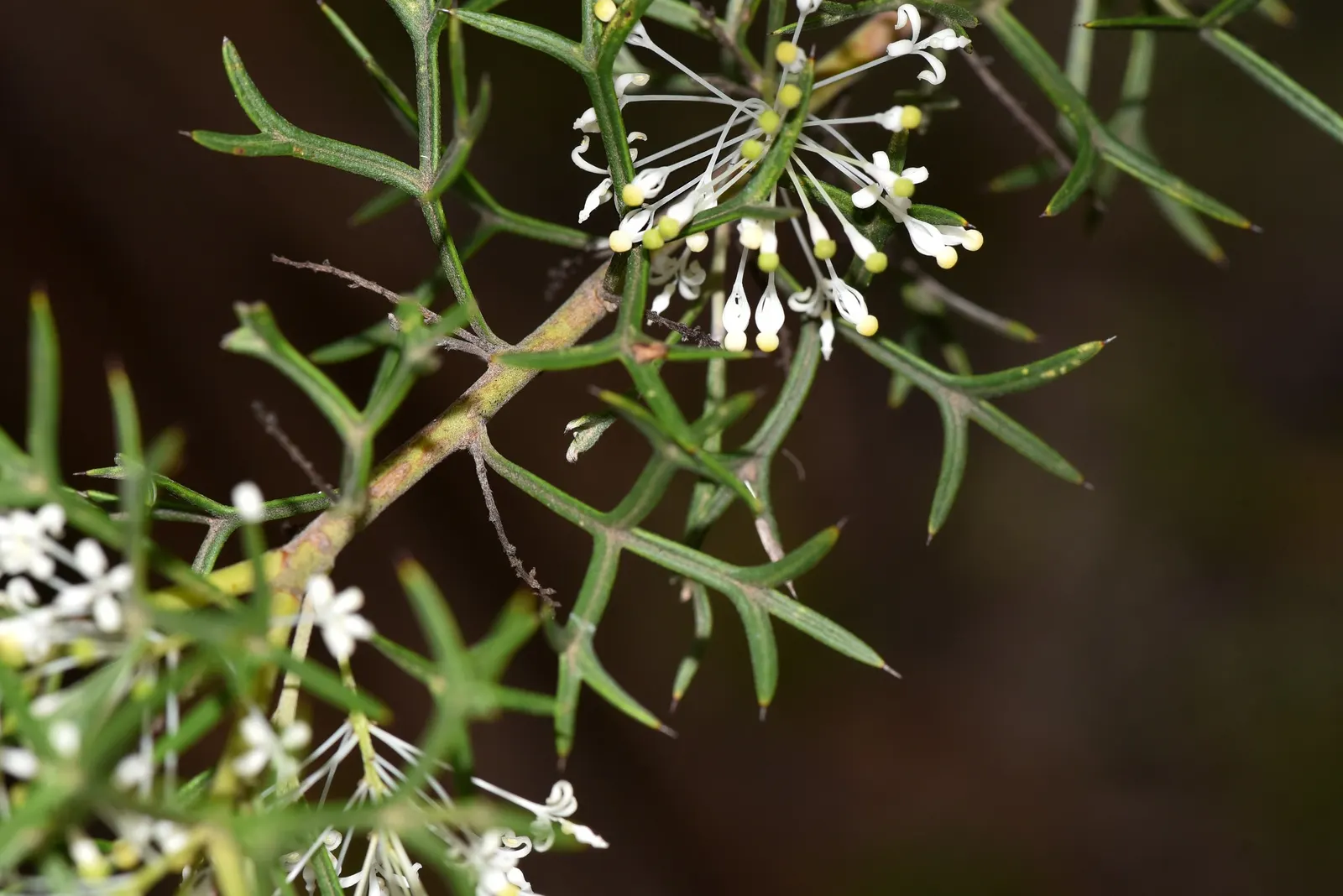 Grevillea (Grevillea Paniculata) — making it an ecologically beneficial choice.<br><br>Adaptable to a variety of soil types; is a striking evergreen shrub