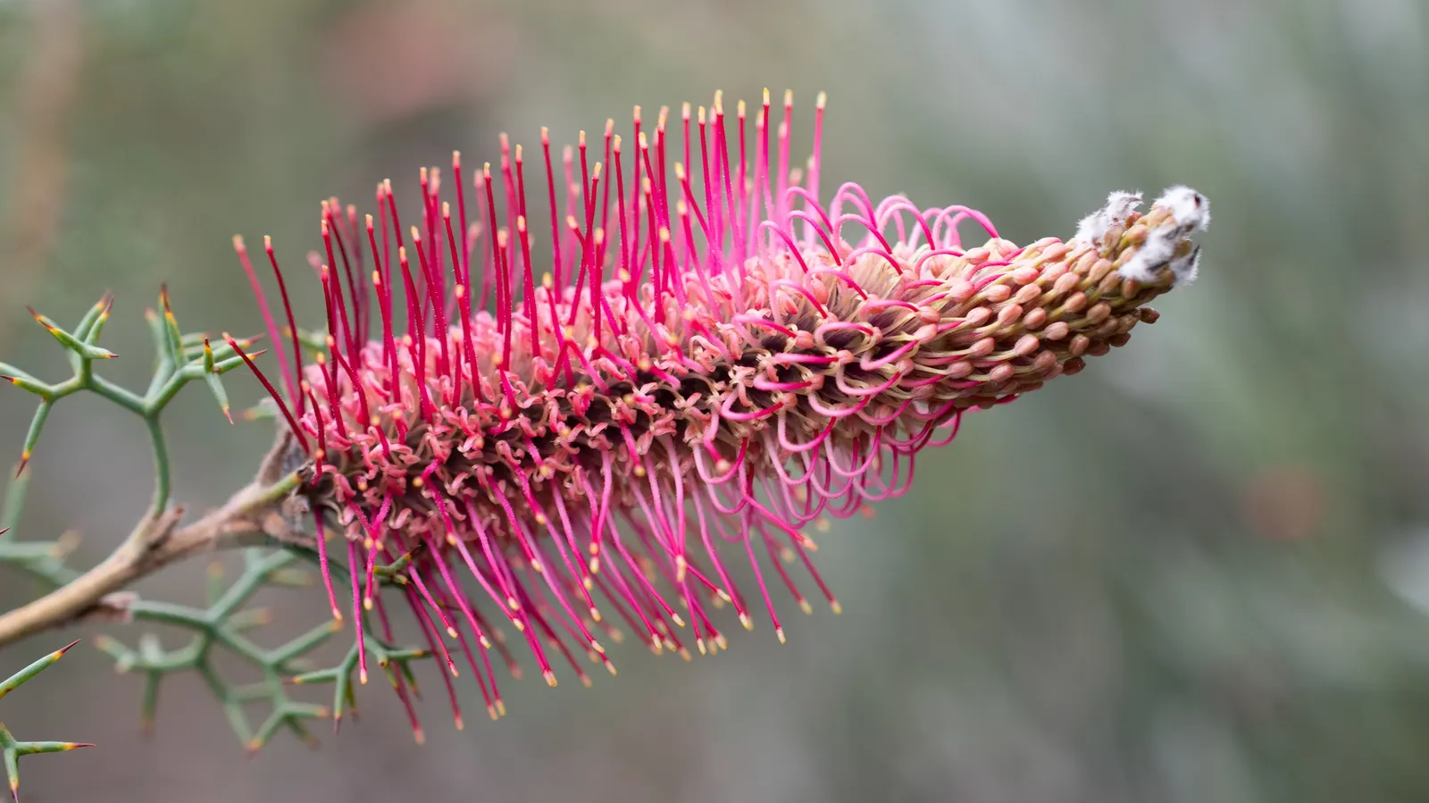 Grevillea (Grevillea Paniculata) — offering nectar-rich flowers that attract pollinators; the Grevillea thrives in USDA hardiness zones 9 to 11, image 60