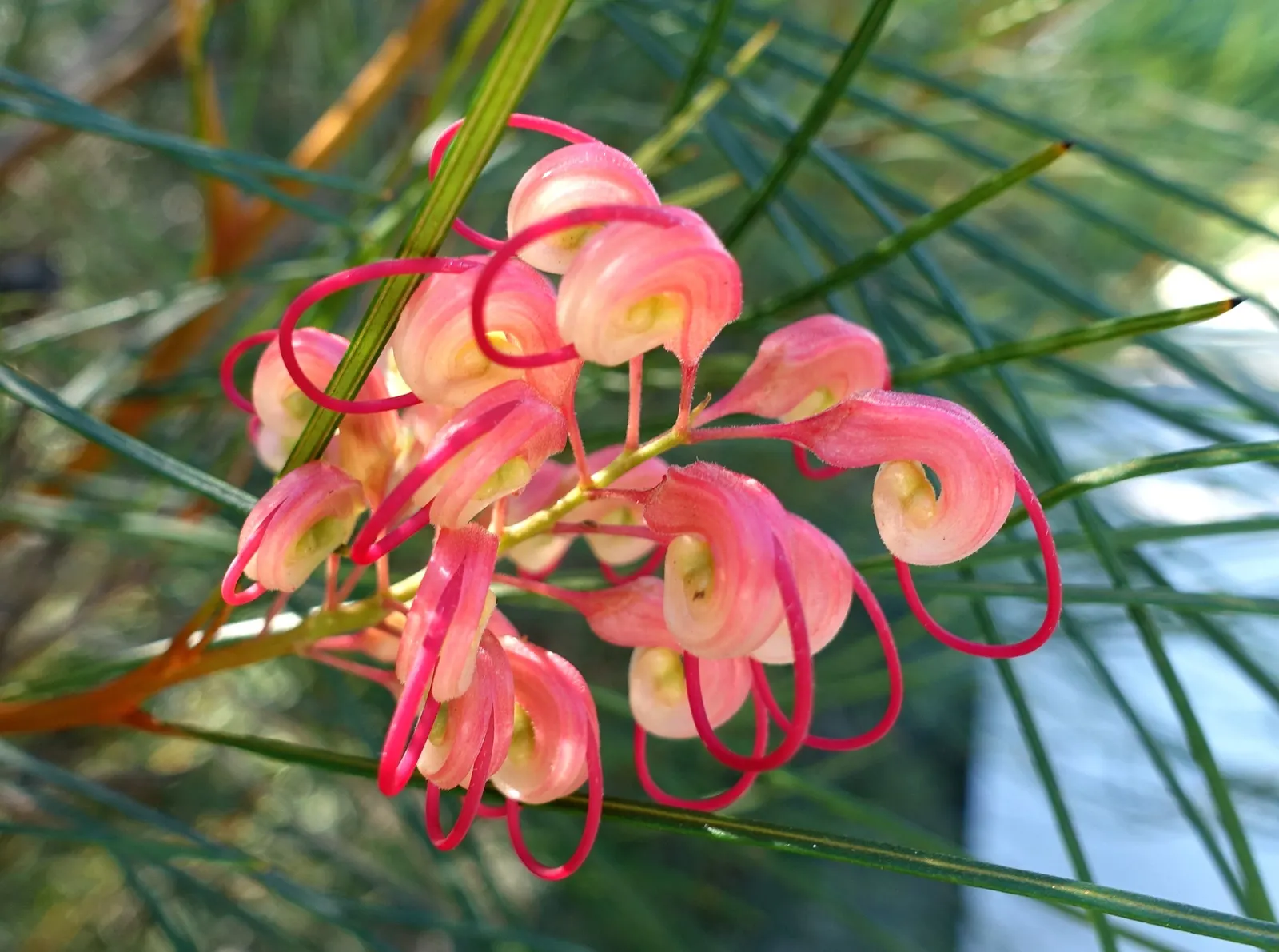 Grevillea (Grevillea Paniculata) — is a captivating evergreen shrub native to Australia; offering nectar-rich flowers that attract pollinators, image 90